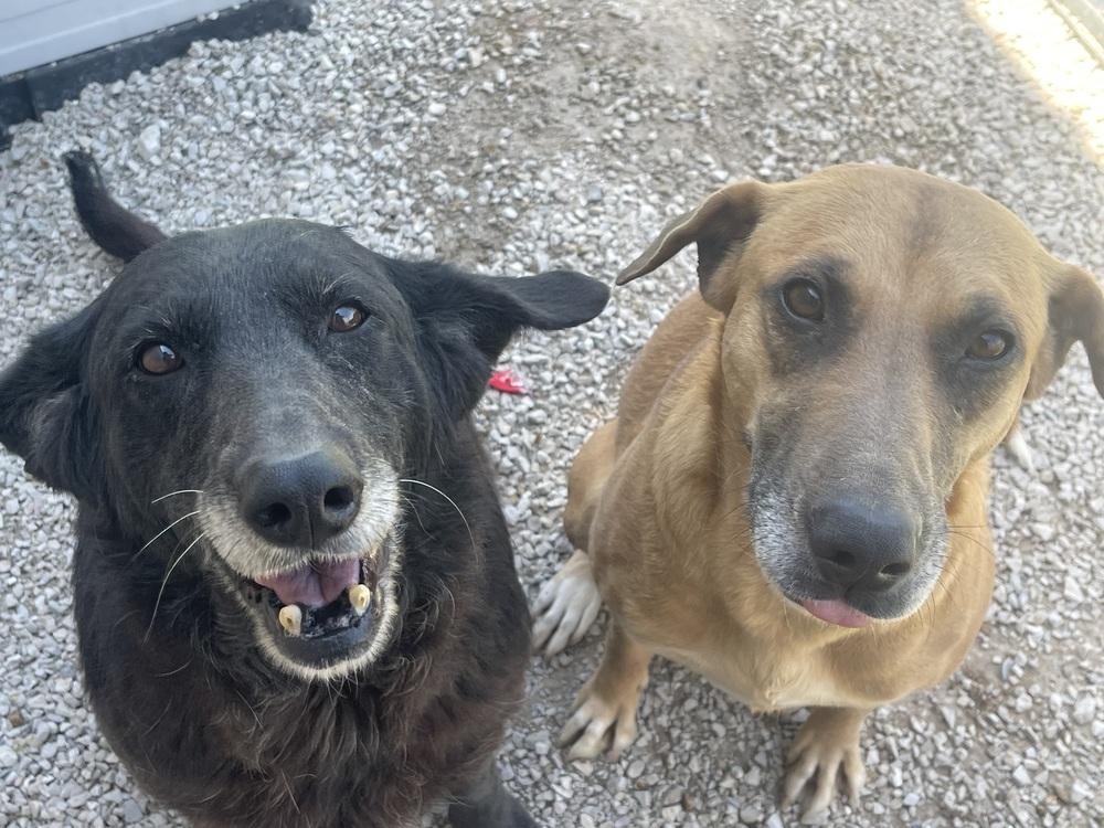 Kylie, Adoptable, Adult Female Labrador Retriever & Black Mouth Cur.