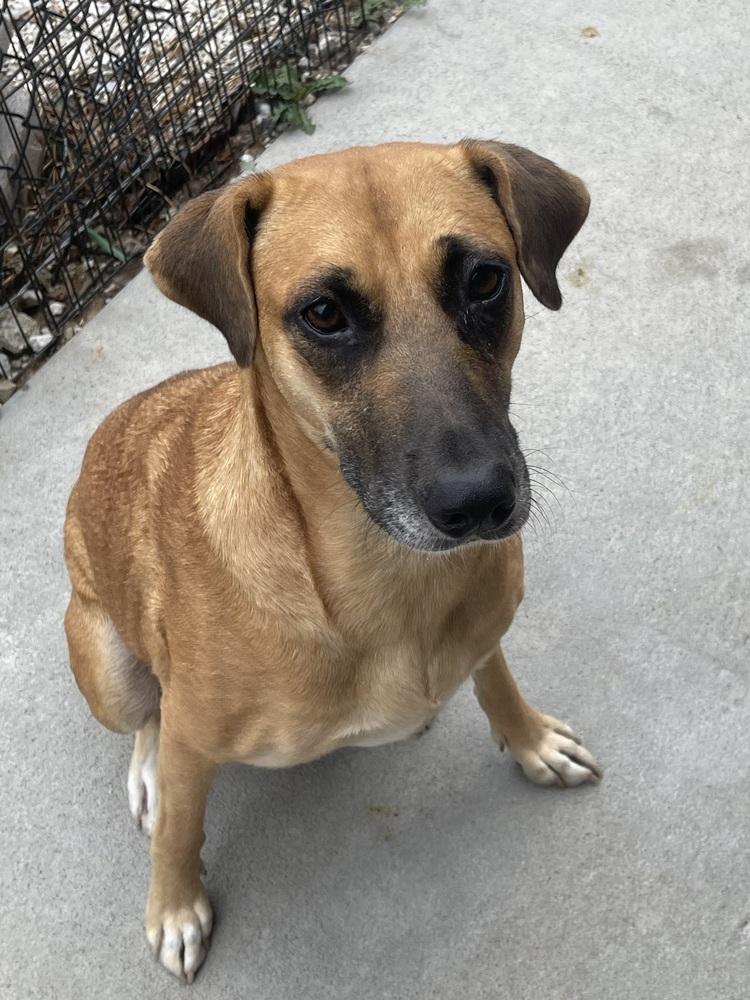 Kylie, Adoptable, Adult Female Labrador Retriever & Black Mouth Cur.