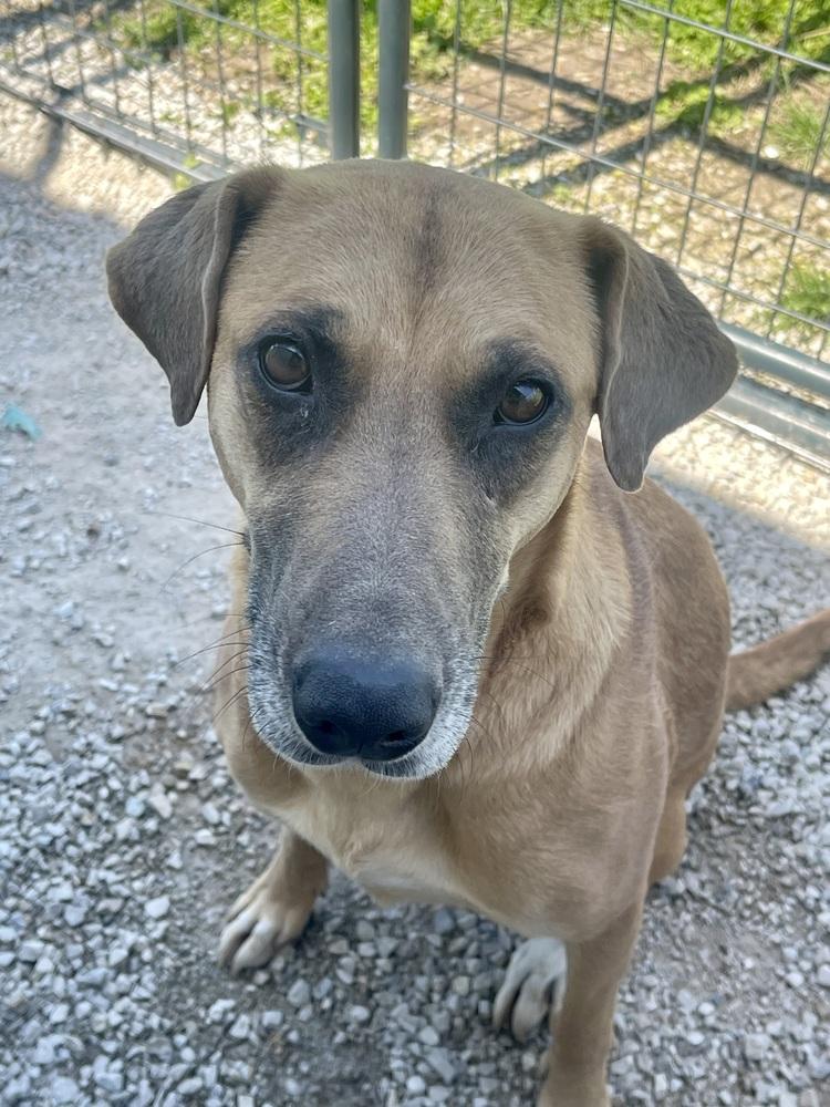 Enlarge Kylie, a Adoptable mixed breed in Bolivar, MO image 3/4