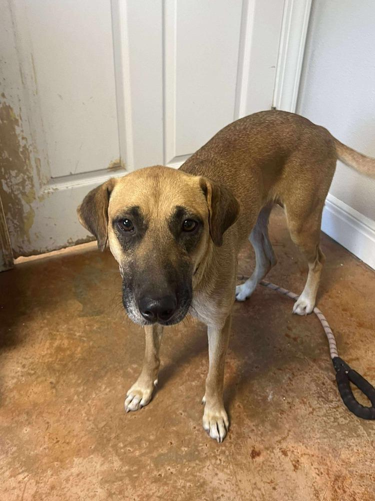 Kylie, a Adoptable mixed breed in Bolivar, MO image 2/2