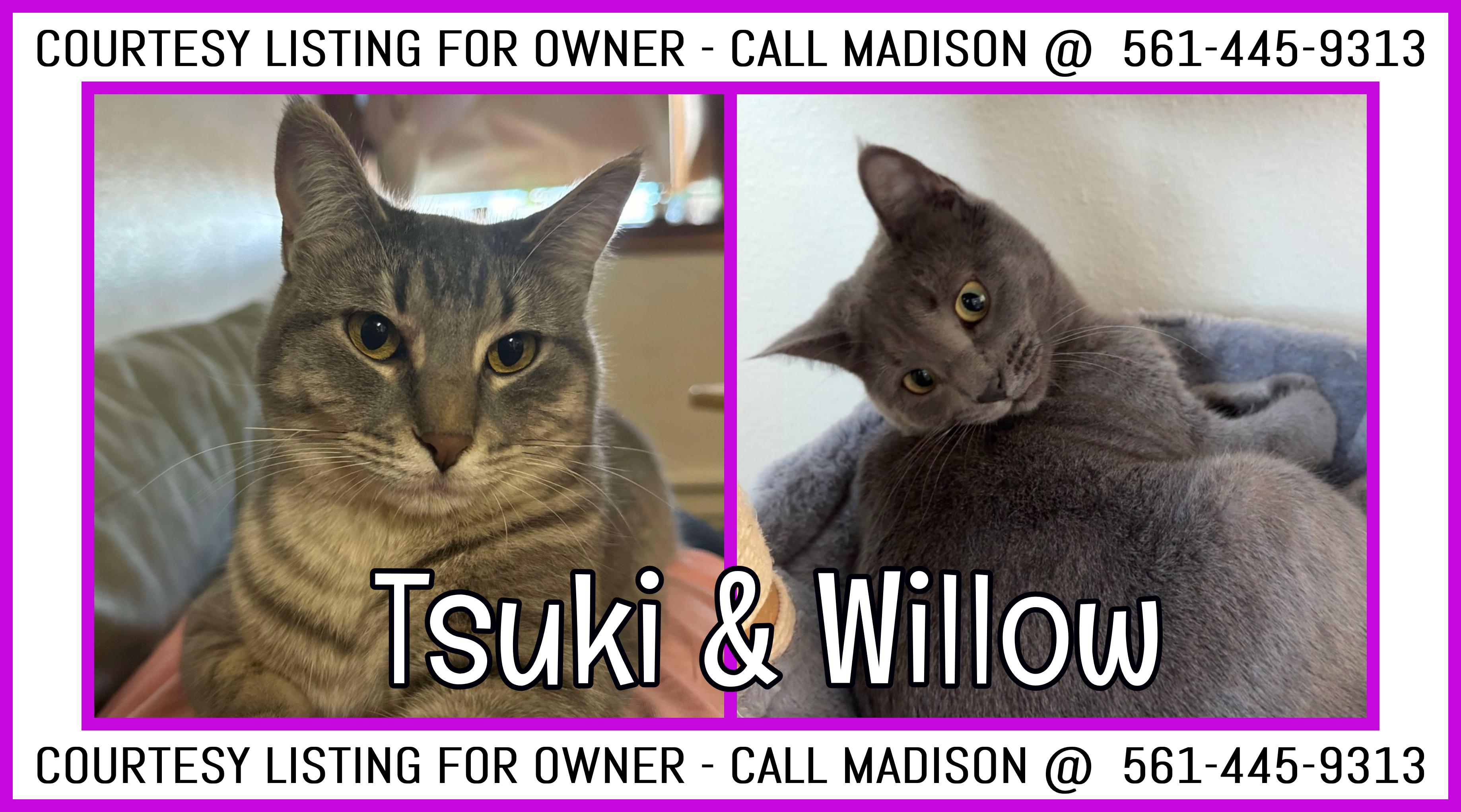 Enlarge Tsuki & Willow - COURTESY LISTING FOR OWNER, a Adoptable Domestic Short Hair in Valley City, ND image 1/3