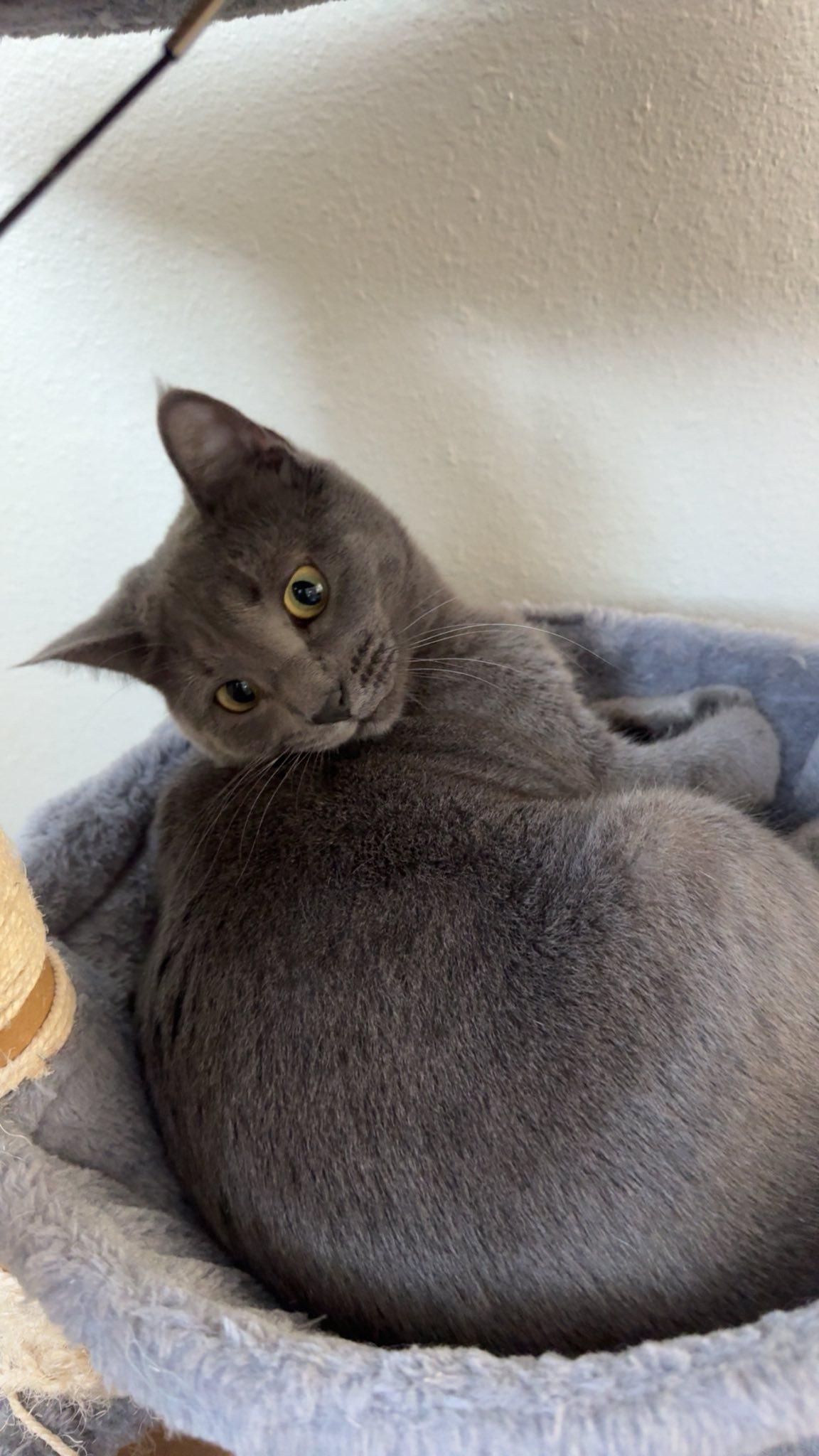 Tsuki & Willow - COURTESY LISTING FOR OWNER, an adoptable Domestic Short Hair in Valley City, ND, 58072 | Photo Image 2