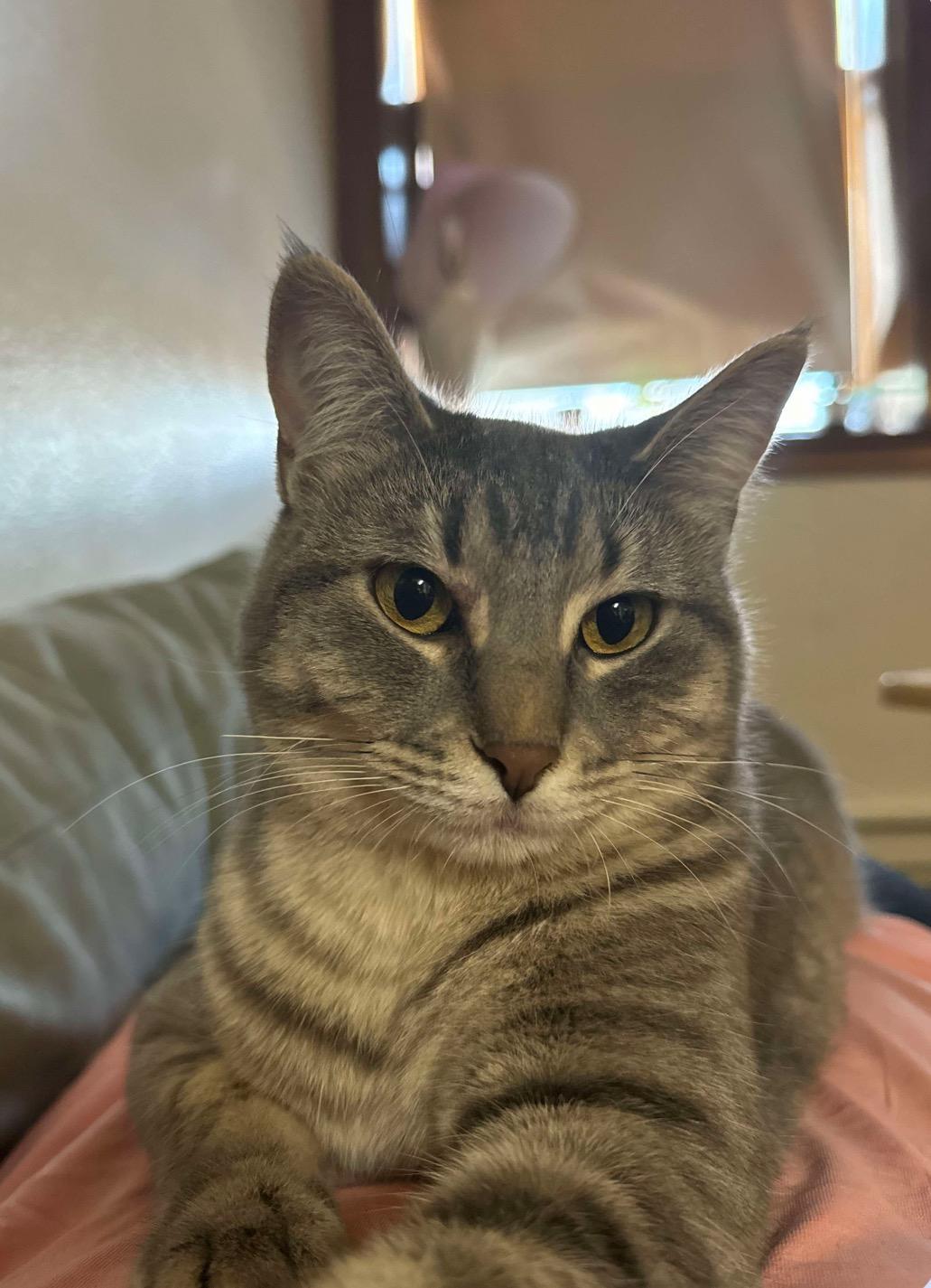 Enlarge Tsuki & Willow - COURTESY LISTING FOR OWNER, a Adoptable Domestic Short Hair in Valley City, ND image 3/3