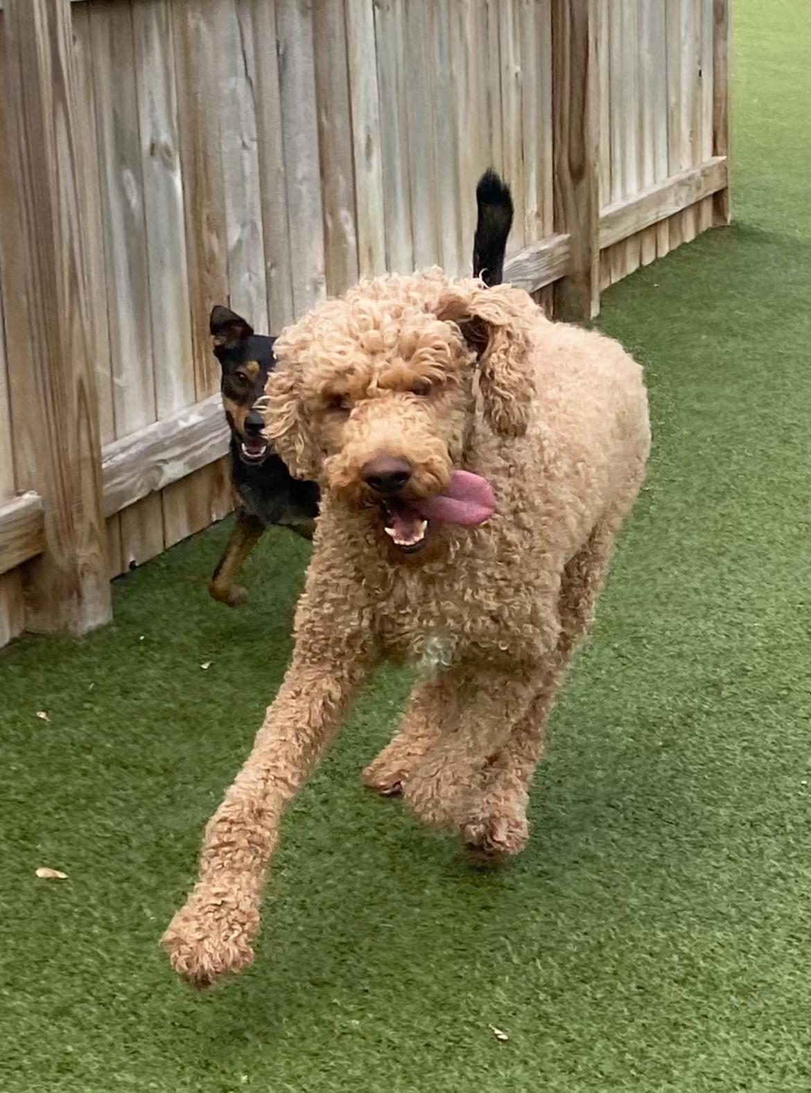 Enlarge Zeppelin, a ADOPTABLE Standard Poodle in Vernon Hills, IL image 2/5