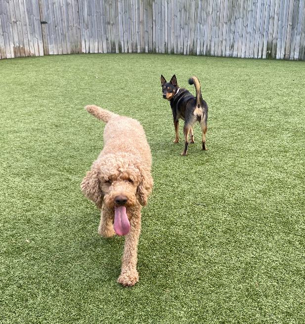 Enlarge Zeppelin, a ADOPTABLE Standard Poodle in Vernon Hills, IL image 4/5