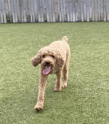 Enlarge Zeppelin, a ADOPTABLE Standard Poodle in Vernon Hills, IL image 1/5