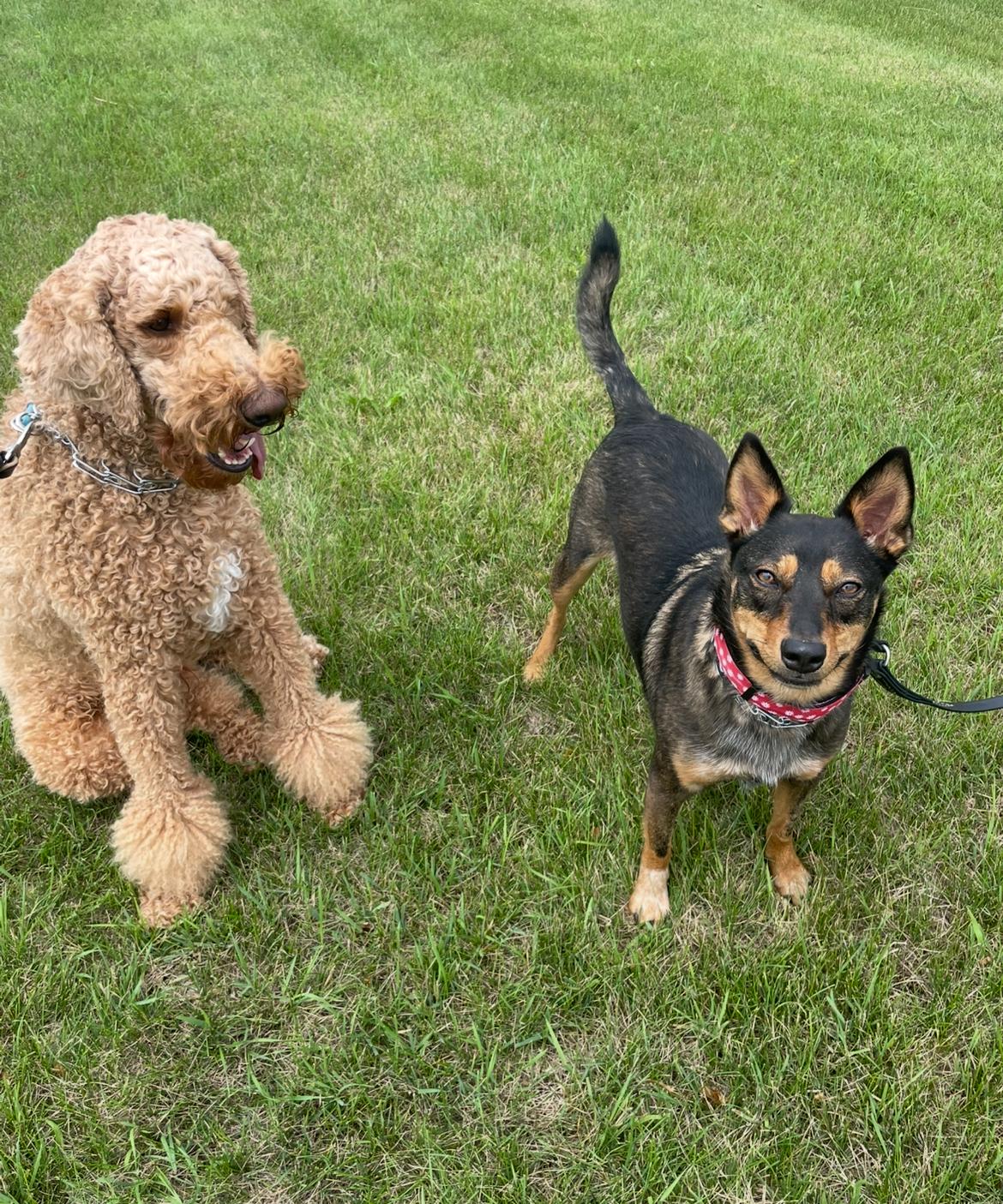 Enlarge Zeppelin, a ADOPTABLE Standard Poodle in Vernon Hills, IL image 5/5