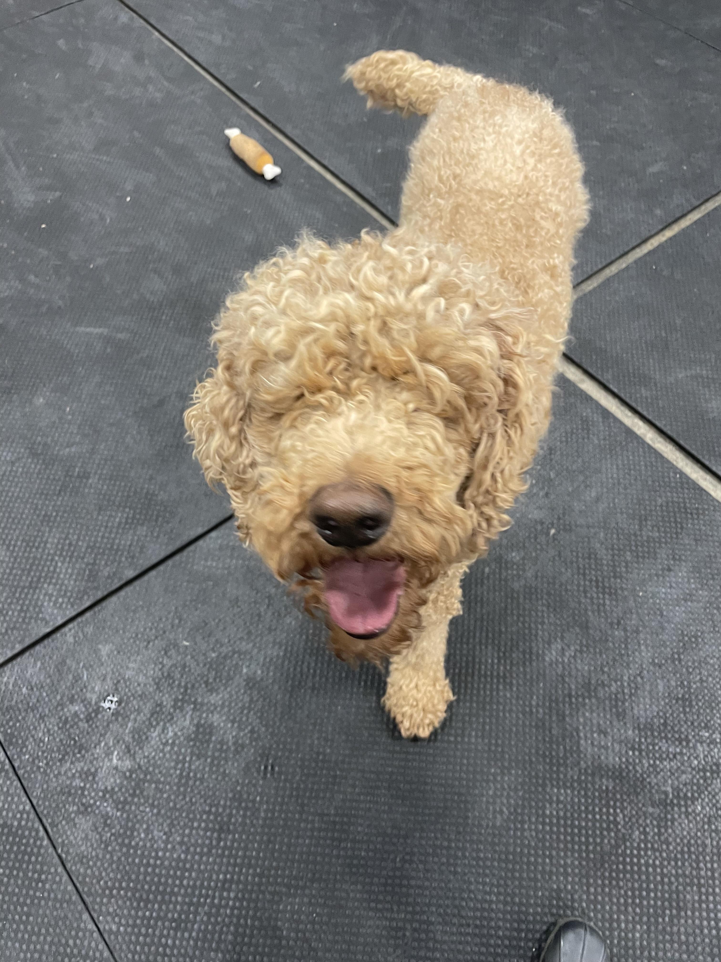 Enlarge Zeppelin, a ADOPTABLE Standard Poodle in Vernon Hills, IL image 3/5