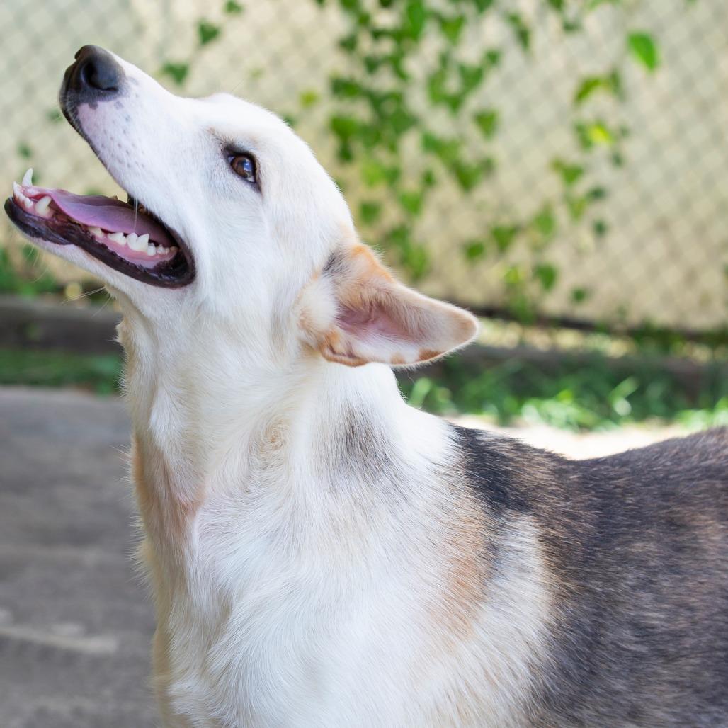 Pancake, Adoptable, Young Female Mixed Breed.