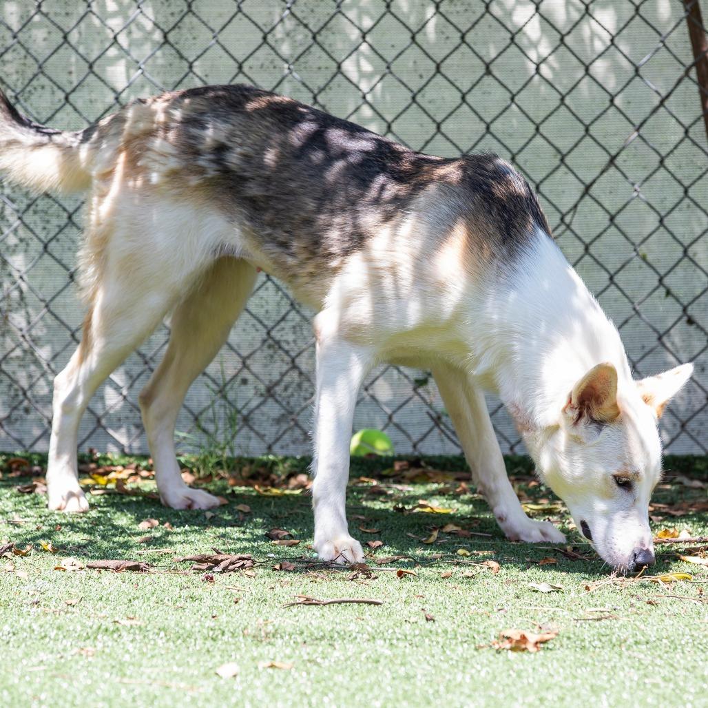 Enlarge Pancake, a Adoptable Mixed Breed in Cartersville, GA image 2/4