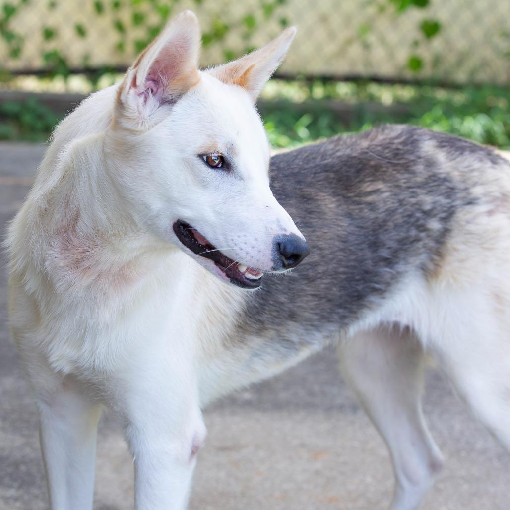 Enlarge Pancake, a Adoptable Mixed Breed in Cartersville, GA image 3/4