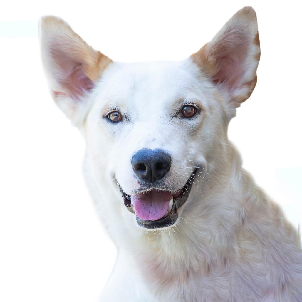 Enlarge Pancake, a Adoptable Mixed Breed in Cartersville, GA image 4/4