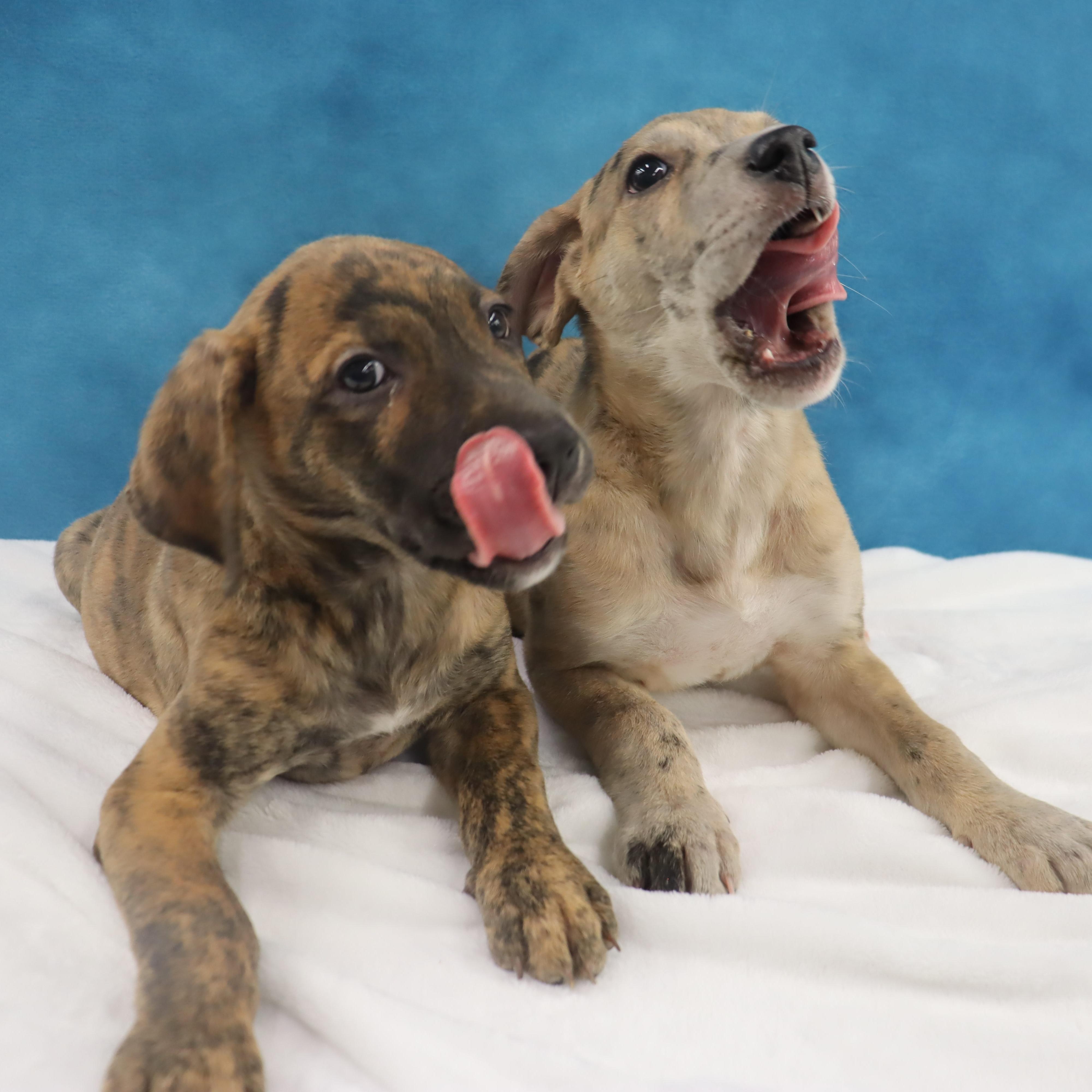 Enlarge Stormi - Playful puppy who loves toys, a Adoptable mixed breed in League City, TX image 3/6