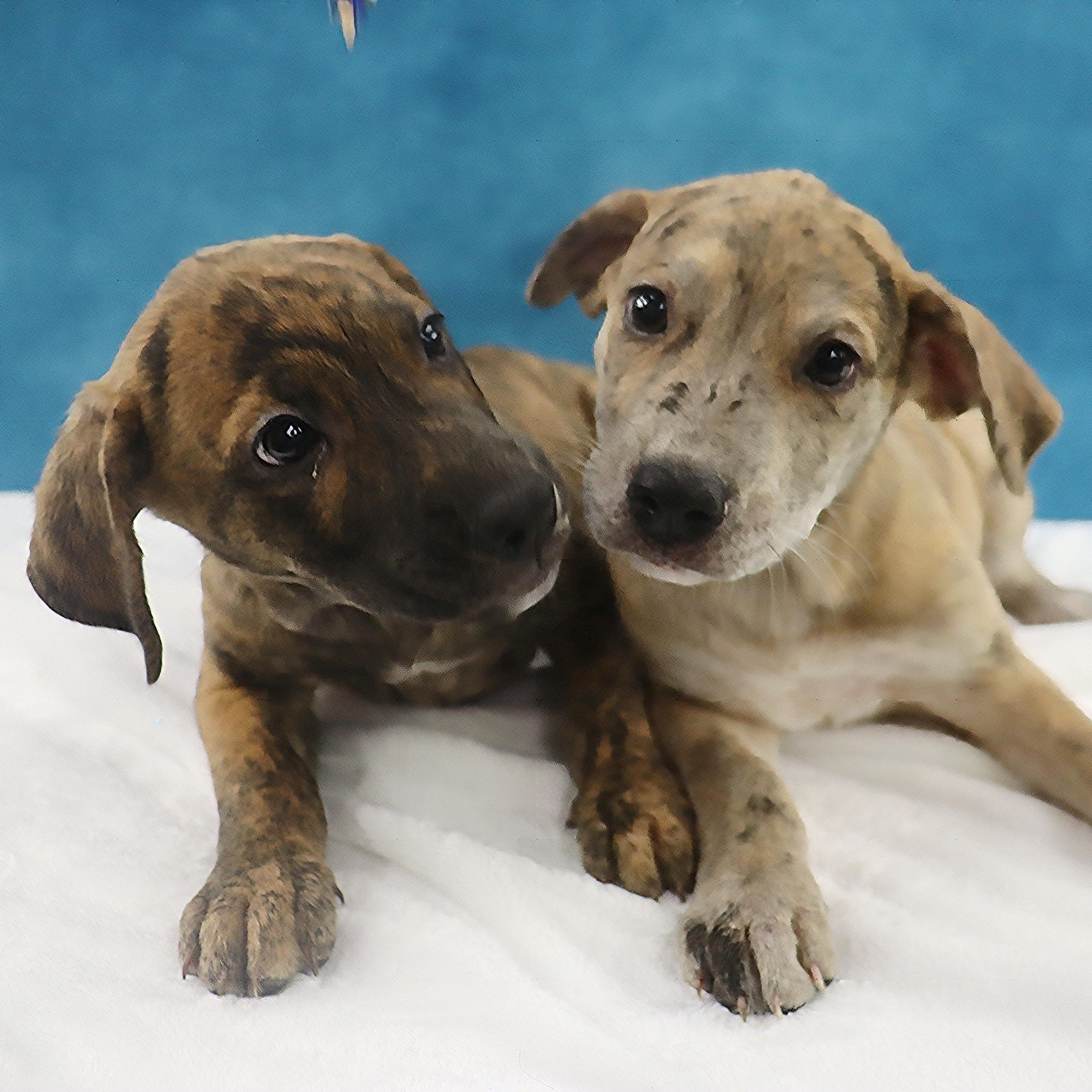 Enlarge Stormi - Playful puppy who loves toys, a Adoptable mixed breed in League City, TX image 6/6