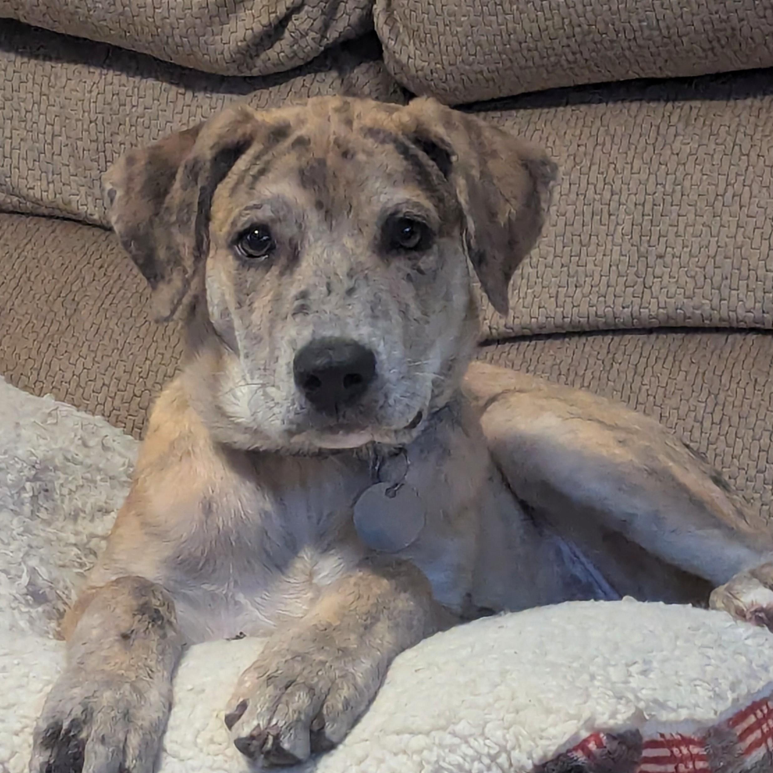 Enlarge Stormi - Playful puppy who loves toys, a Adoptable mixed breed in League City, TX image 1/6