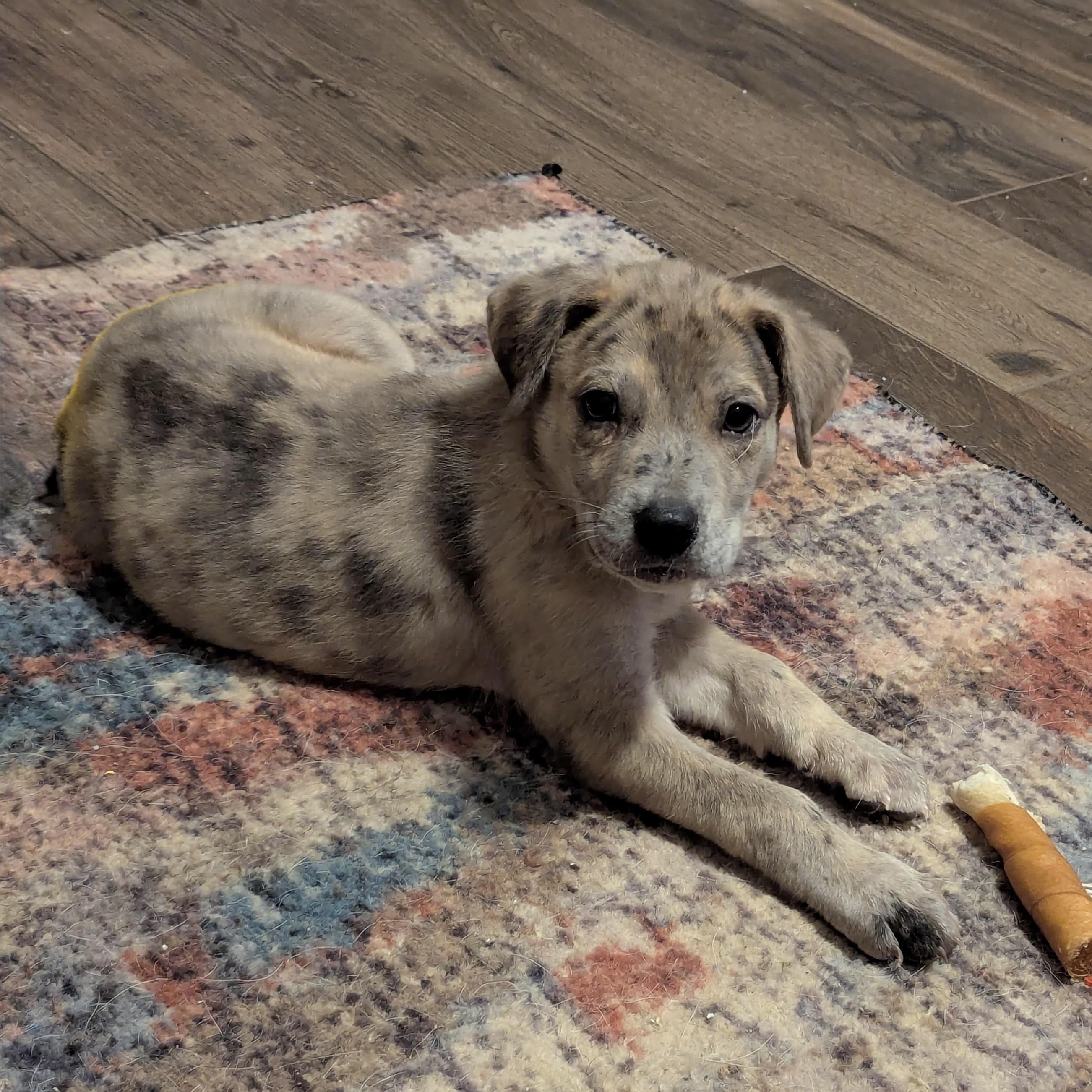 Stormi - Playful puppy who loves toys, Adoptable, Puppy Female Australian Cattle Dog / Blue Heeler & Shepherd.
