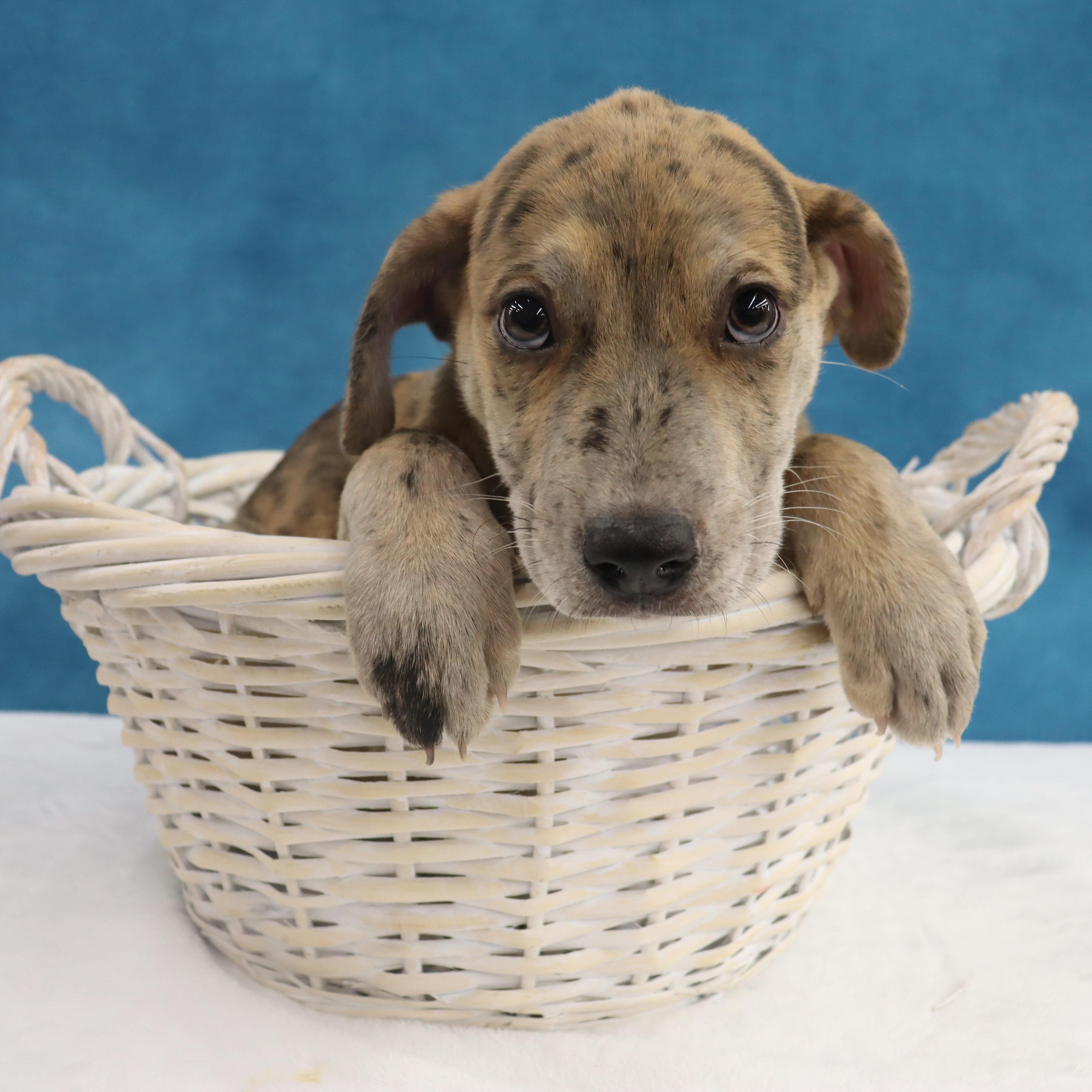Enlarge Stormi - Playful puppy who loves toys, a Adoptable mixed breed in League City, TX image 5/6