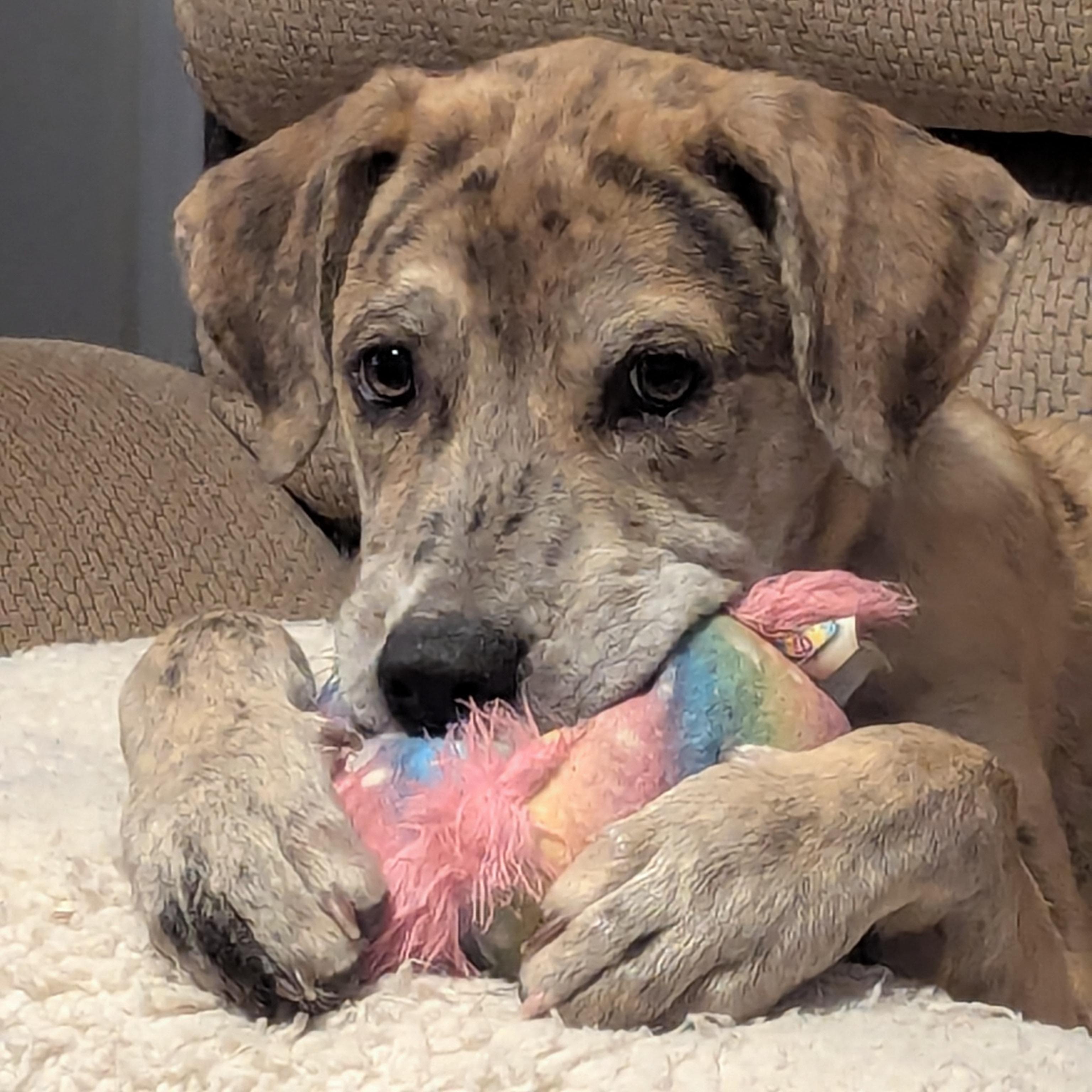 Stormi - Playful puppy who loves toys, a Adoptable mixed breed in League City, TX image 1/6