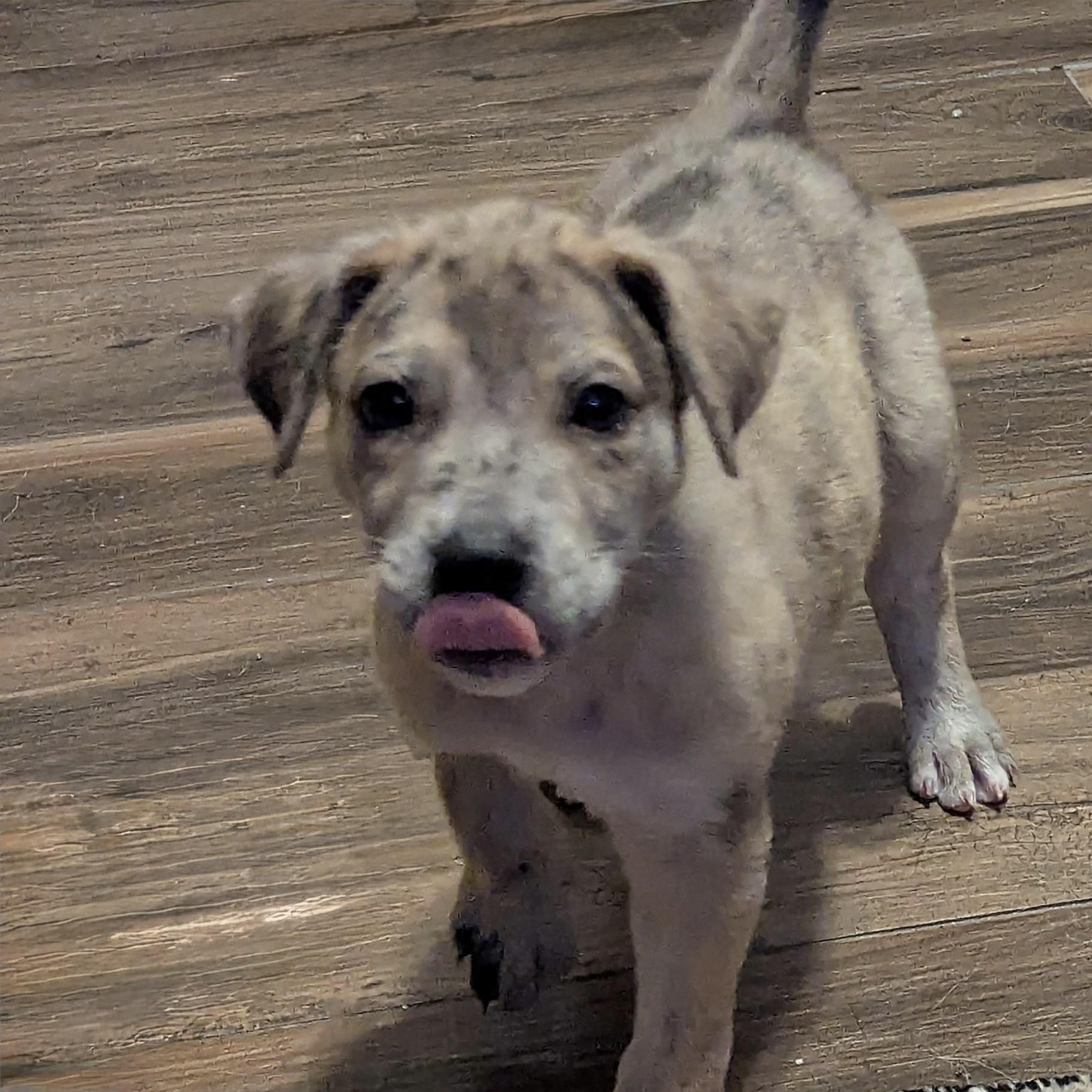 Enlarge Stormi - Playful puppy who loves toys, a Adoptable mixed breed in League City, TX image 4/6