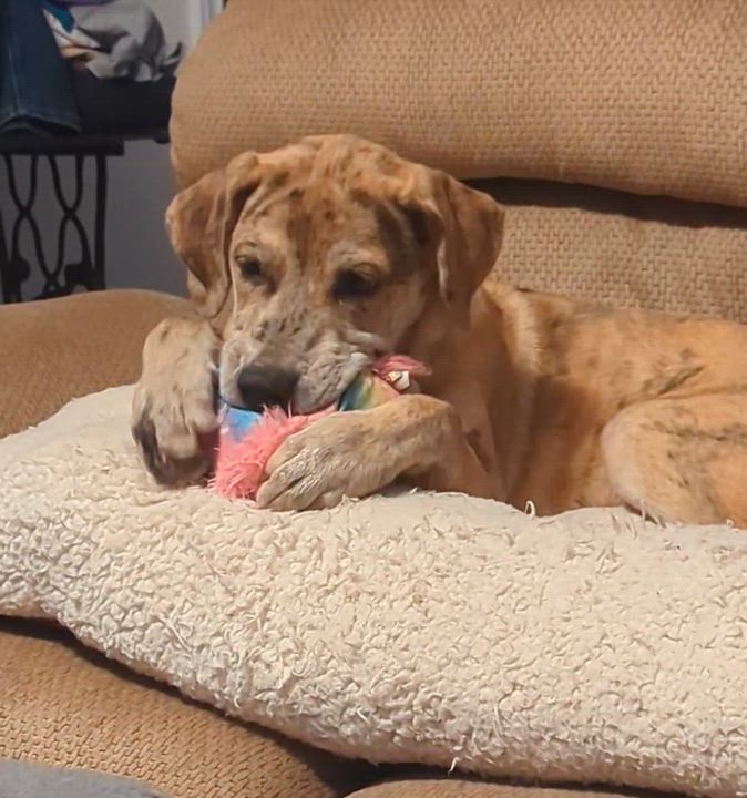 Enlarge Stormi - Playful puppy who loves toys, a Adoptable mixed breed in League City, TX video 2/6