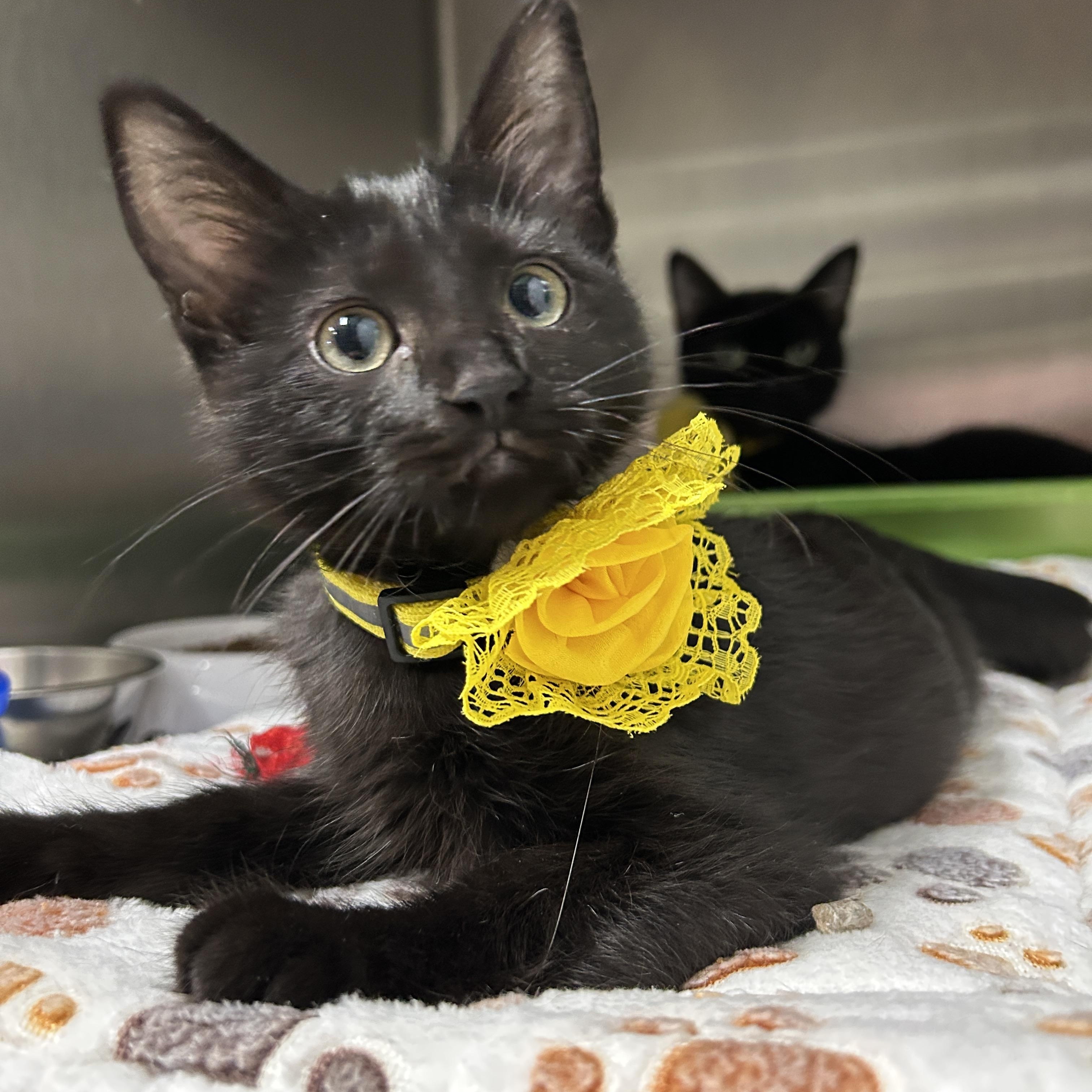 Garnet, Baby Female Domestic Short Hair