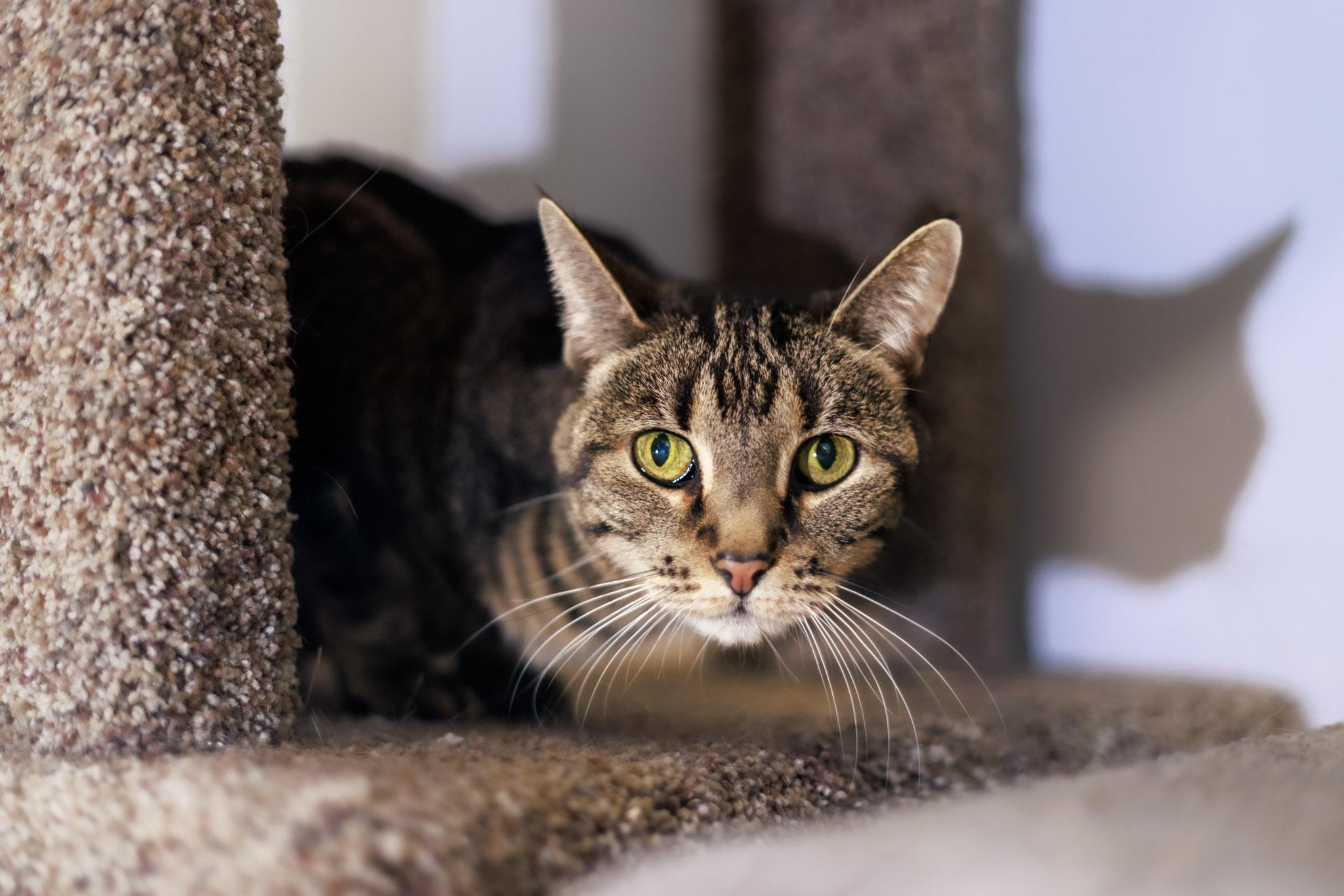 Enlarge Dottie, a ADOPTABLE Domestic Short Hair in Marana, AZ image 1/2