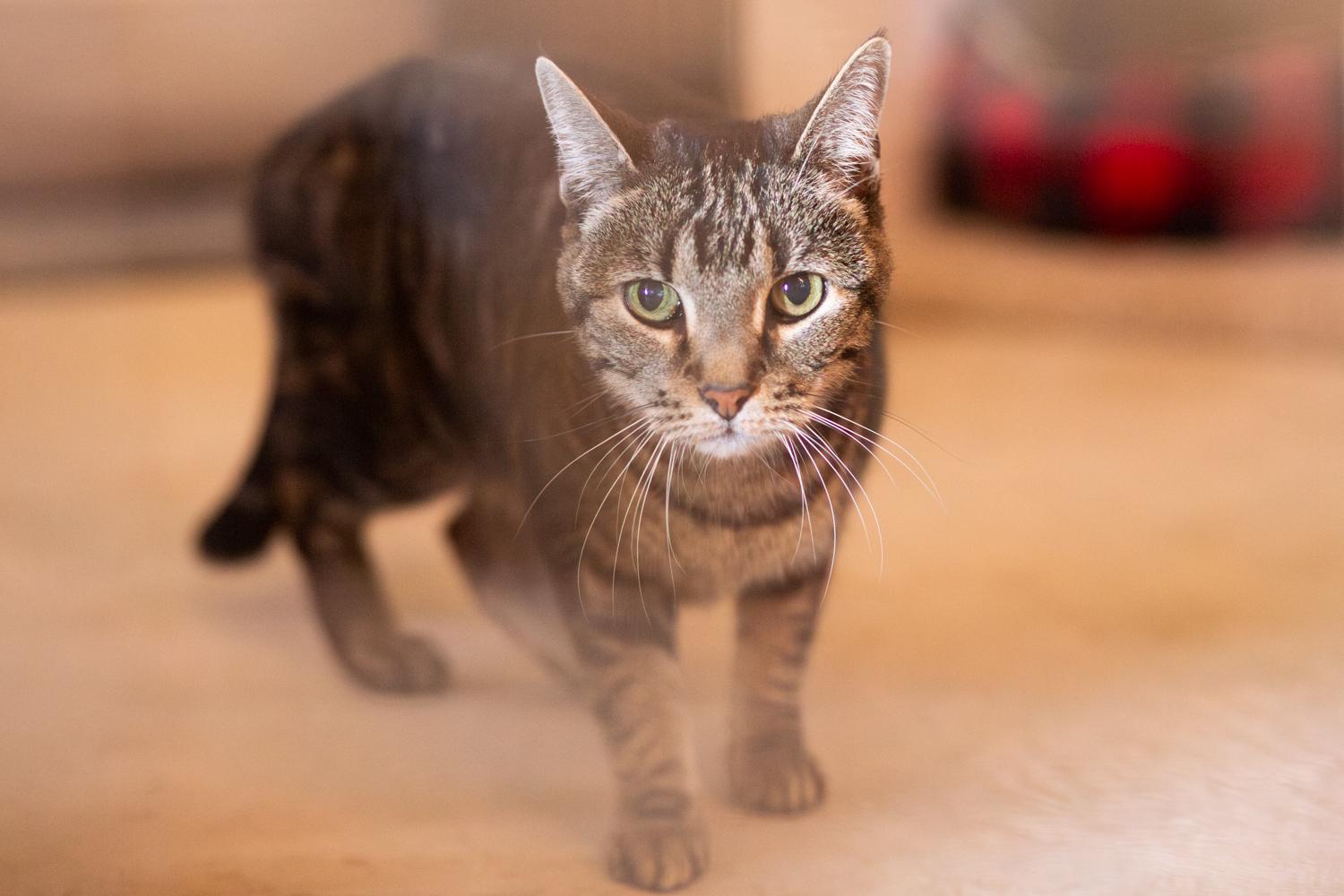 Enlarge Dottie, a ADOPTABLE Domestic Short Hair in Marana, AZ image 1/1