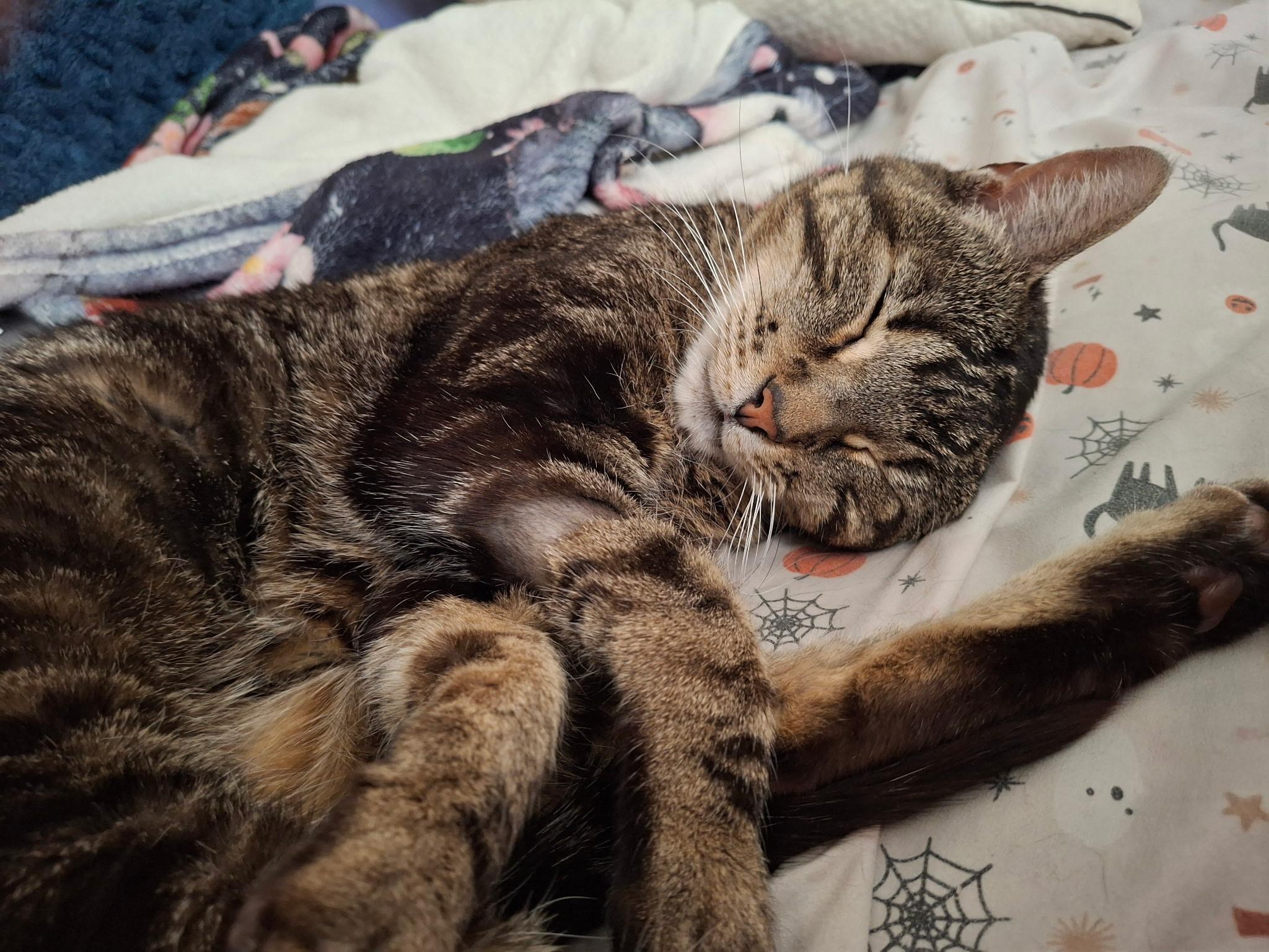Dottie, ADOPTABLE, Adult Female Domestic Short Hair.