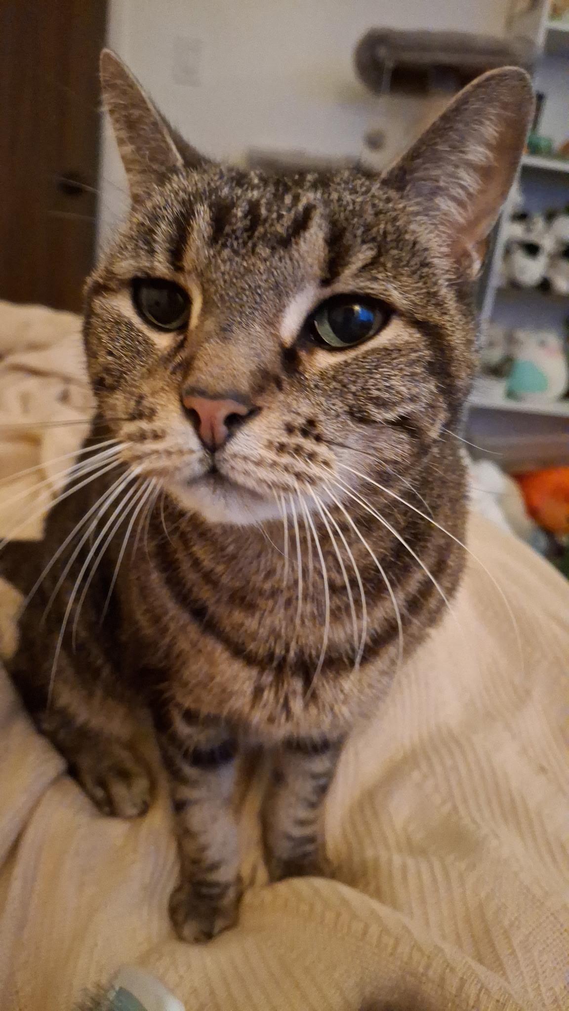Dottie, a ADOPTABLE Domestic Short Hair in Marana, AZ image 2/5