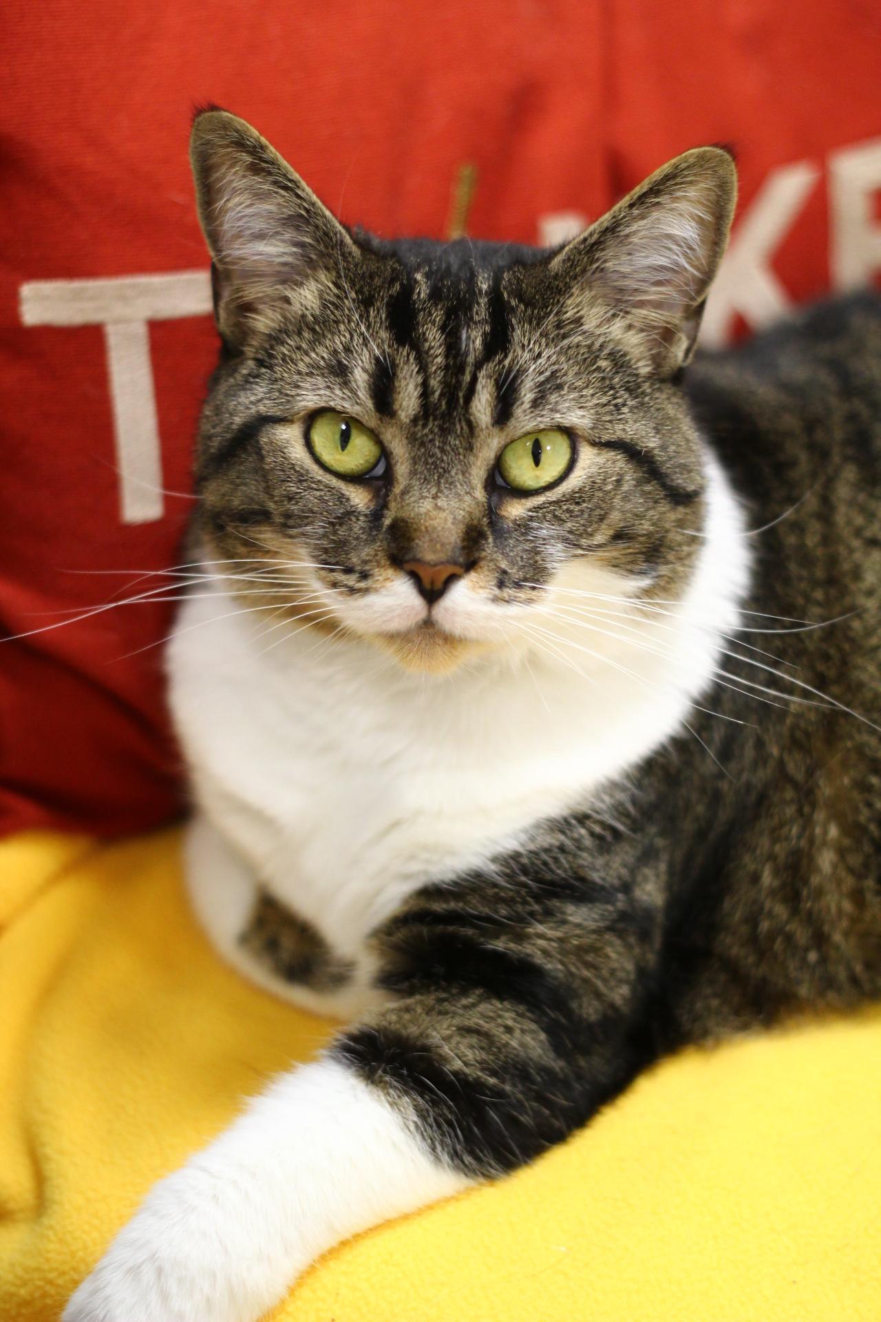 Josie, Adoptable, Adult Female Domestic Short Hair.