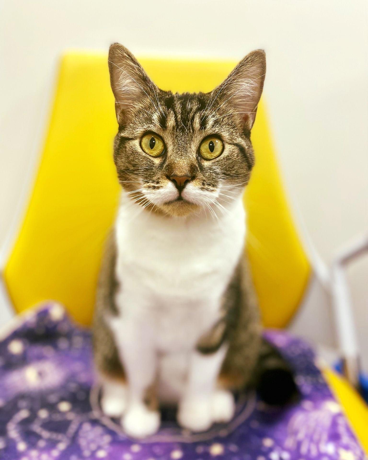 Enlarge Josie, a Adoptable Domestic Short Hair in Toledo, OH image 2/6