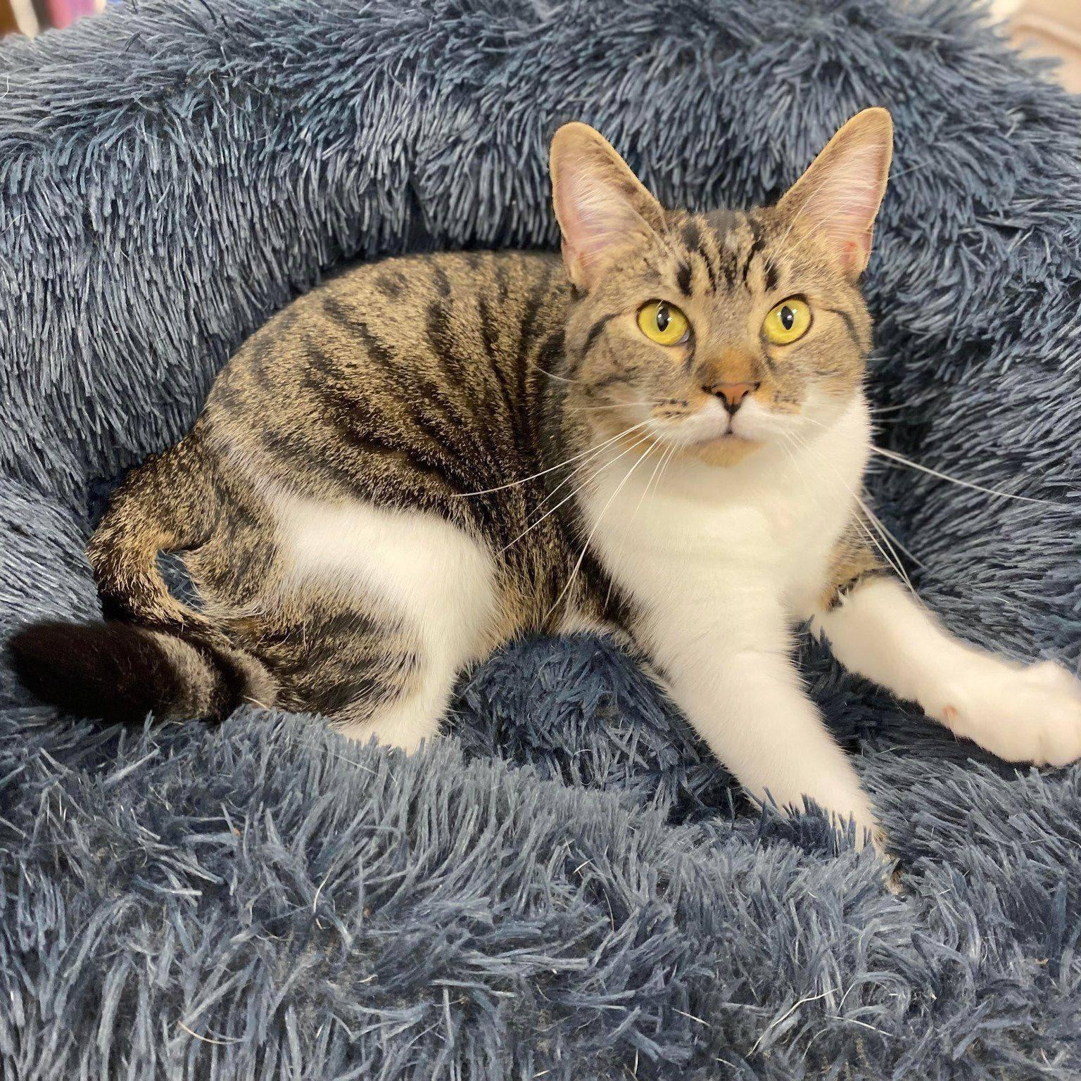 Enlarge Josie, a Adoptable Domestic Short Hair in Toledo, OH image 4/6