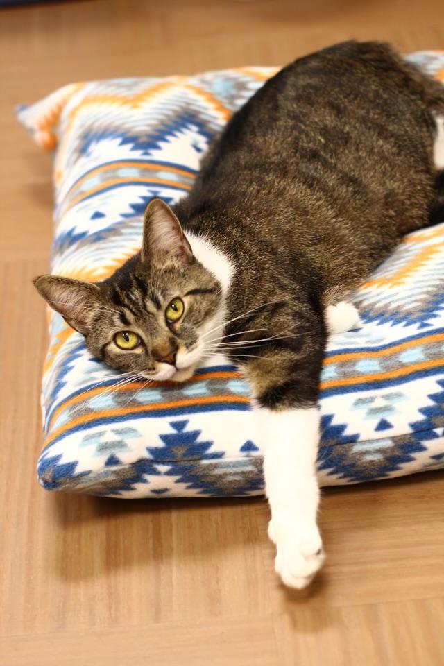 Enlarge Josie, a Adoptable Domestic Short Hair in Toledo, OH image 5/6