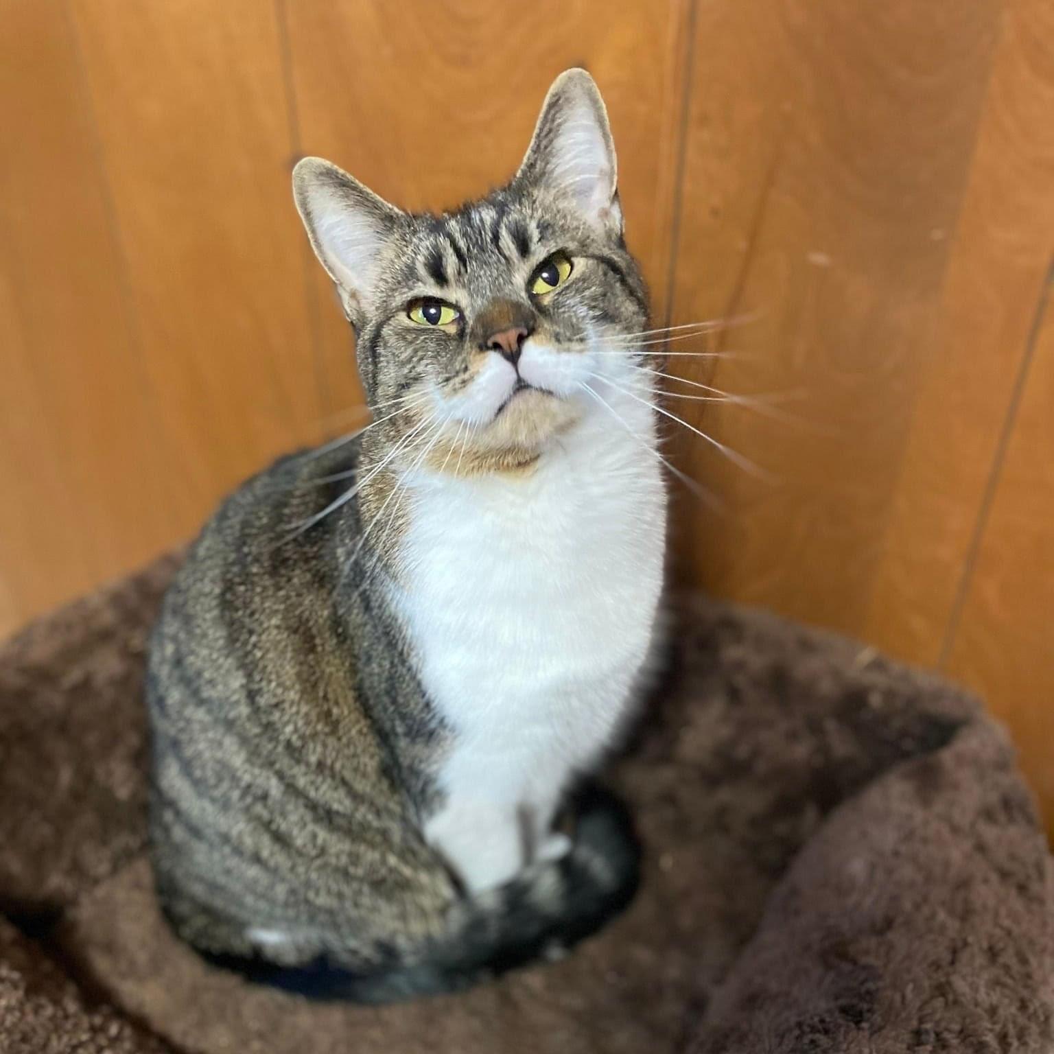 Enlarge Josie, a Adoptable Domestic Short Hair in Toledo, OH image 6/6