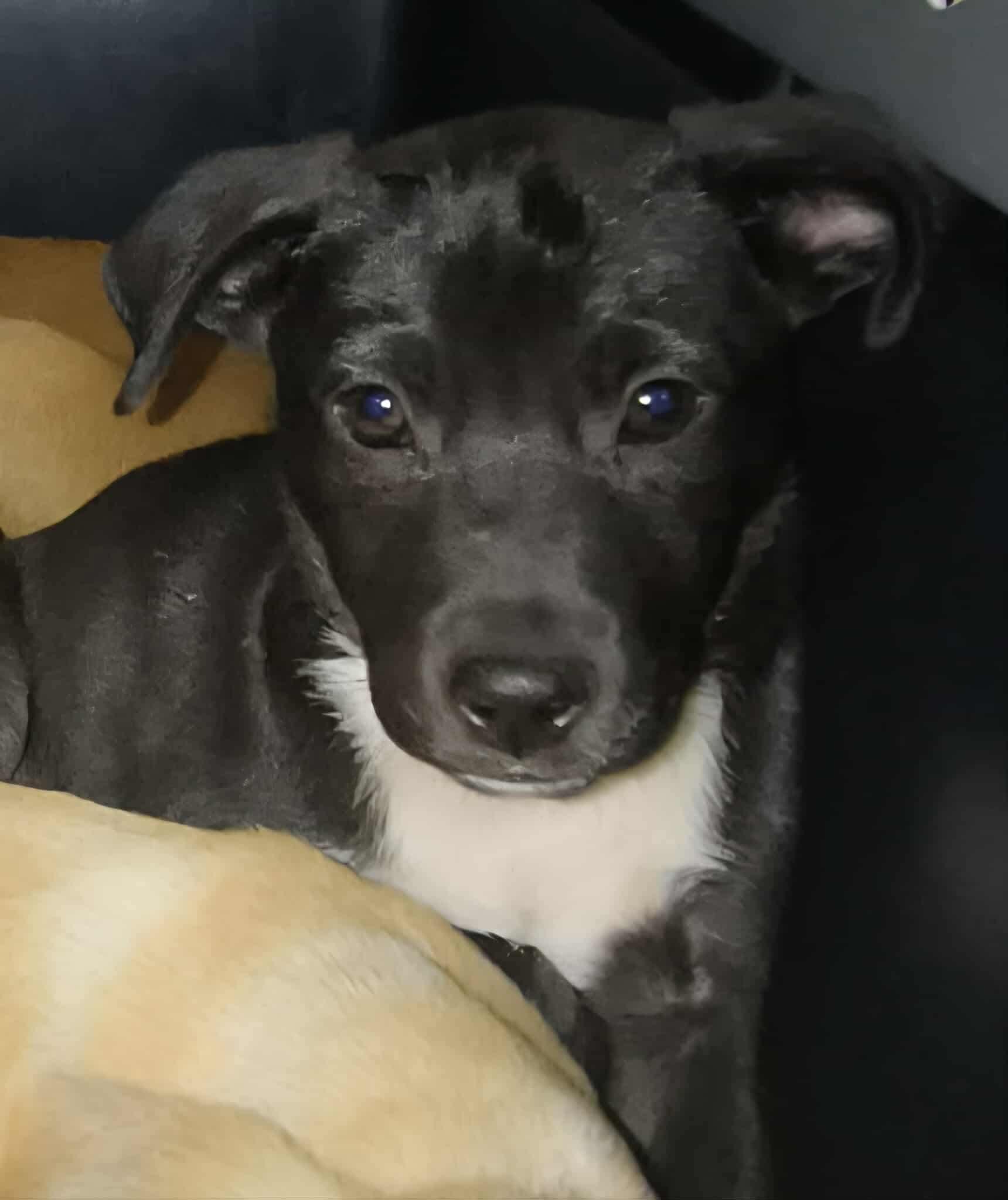 Photo of Baby Male Mixed Breed