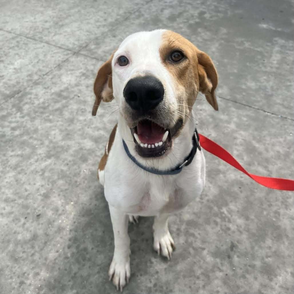 Enlarge Chase, a Adopted mixed breed in Umatilla, FL image 3/4