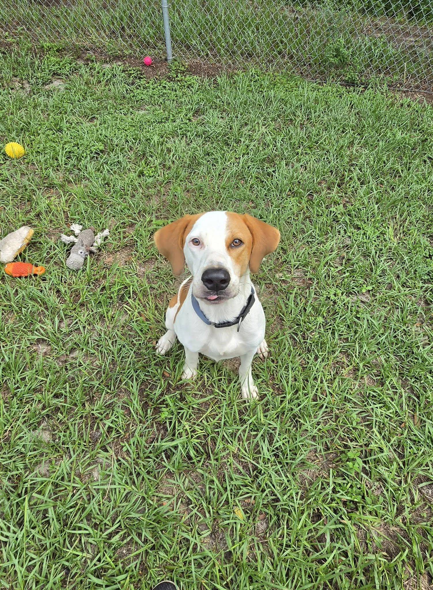 Enlarge Chase, a Adopted mixed breed in Umatilla, FL image 4/4