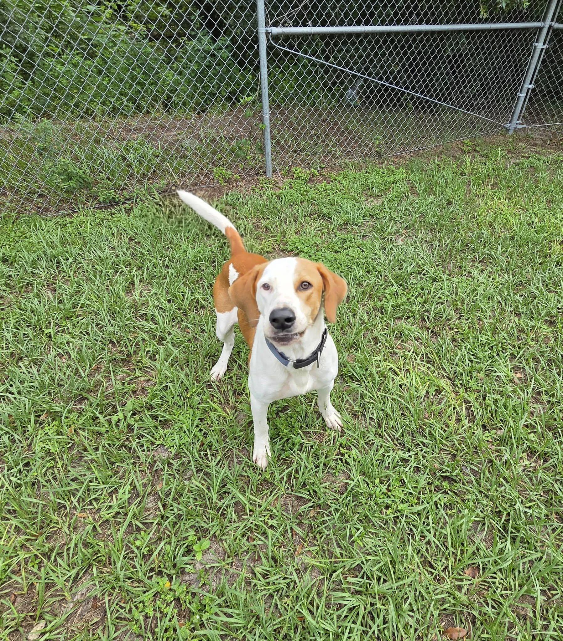 Enlarge Chase, a Adopted mixed breed in Umatilla, FL image 2/4