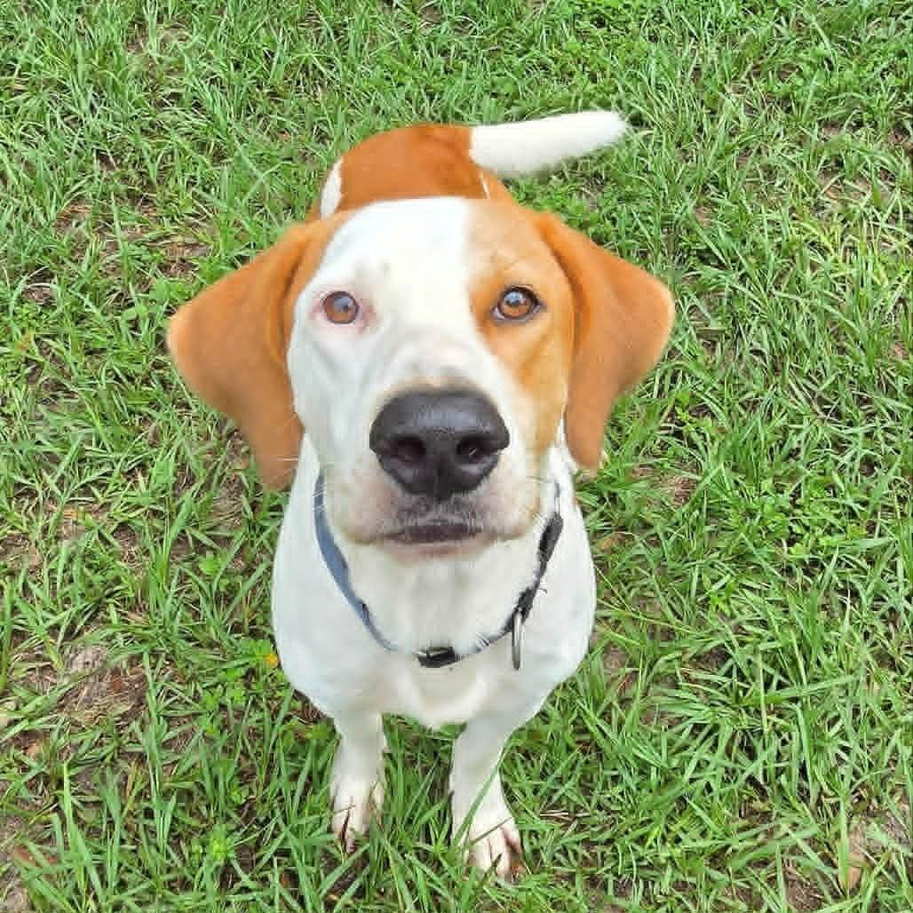 Chase, Adopted, Adult Male Hound.