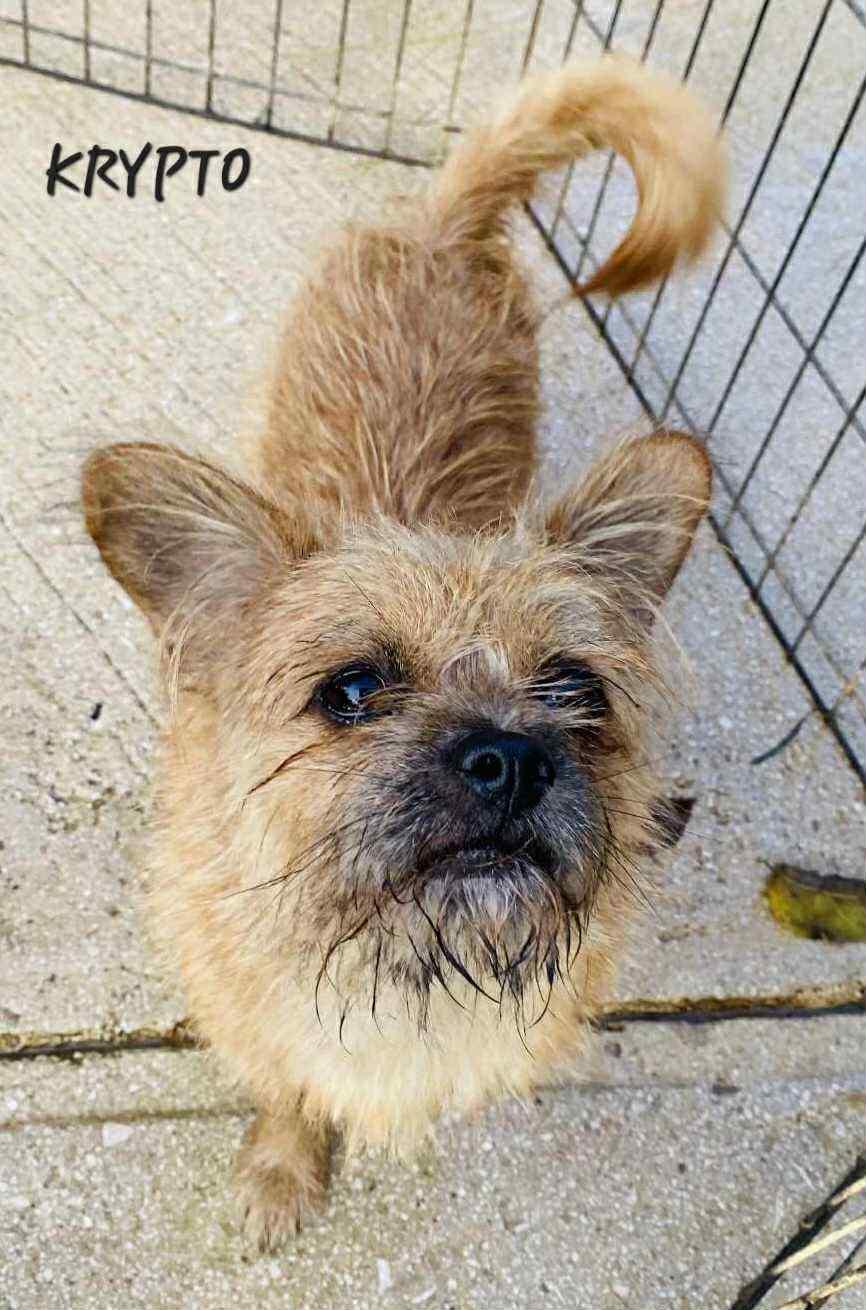 Enlarge Krypto, an adopted mixed breed in Oak Harbor, WA image 1/1