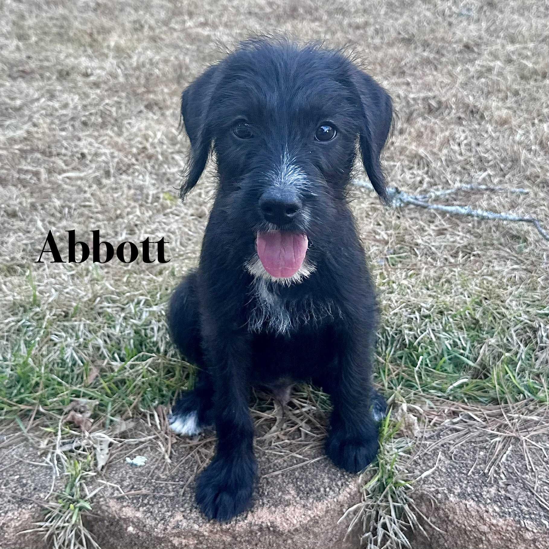 Enlarge Abbott, a Adoptable mixed breed in Berwick, ME image 4/4