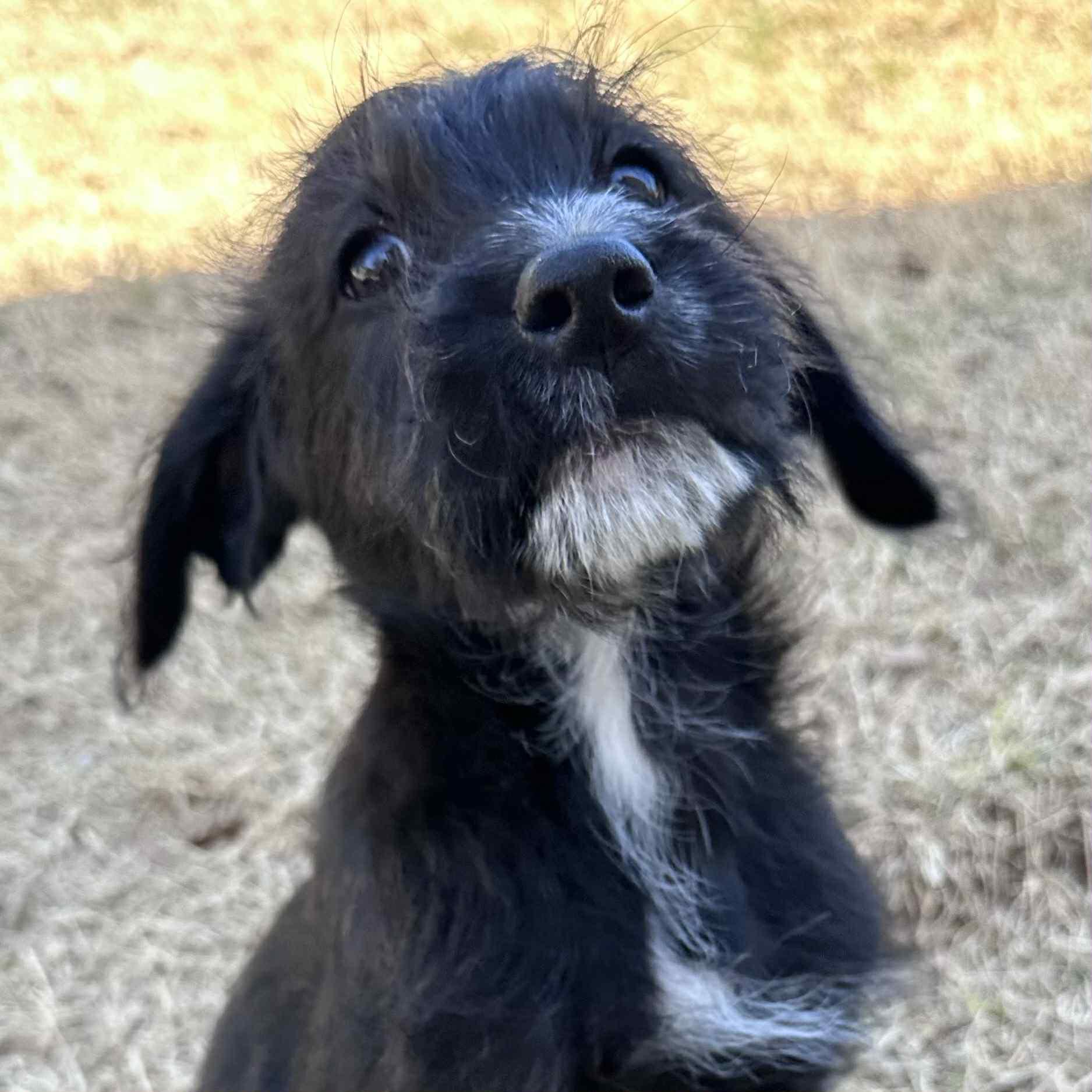 Enlarge Abbott, a Adoptable mixed breed in Berwick, ME image 3/4