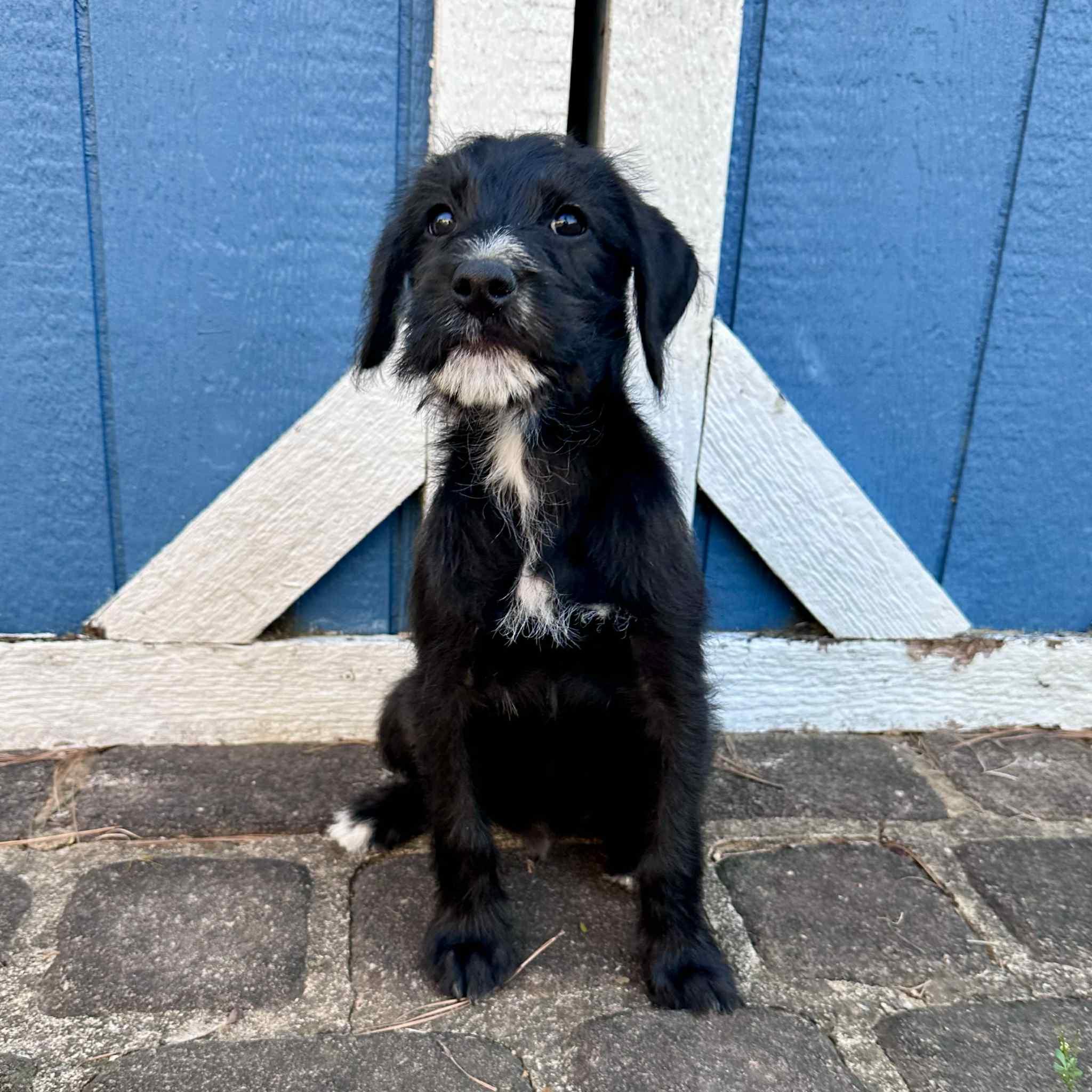 Enlarge Abbott, a Adoptable mixed breed in Berwick, ME image 1/4