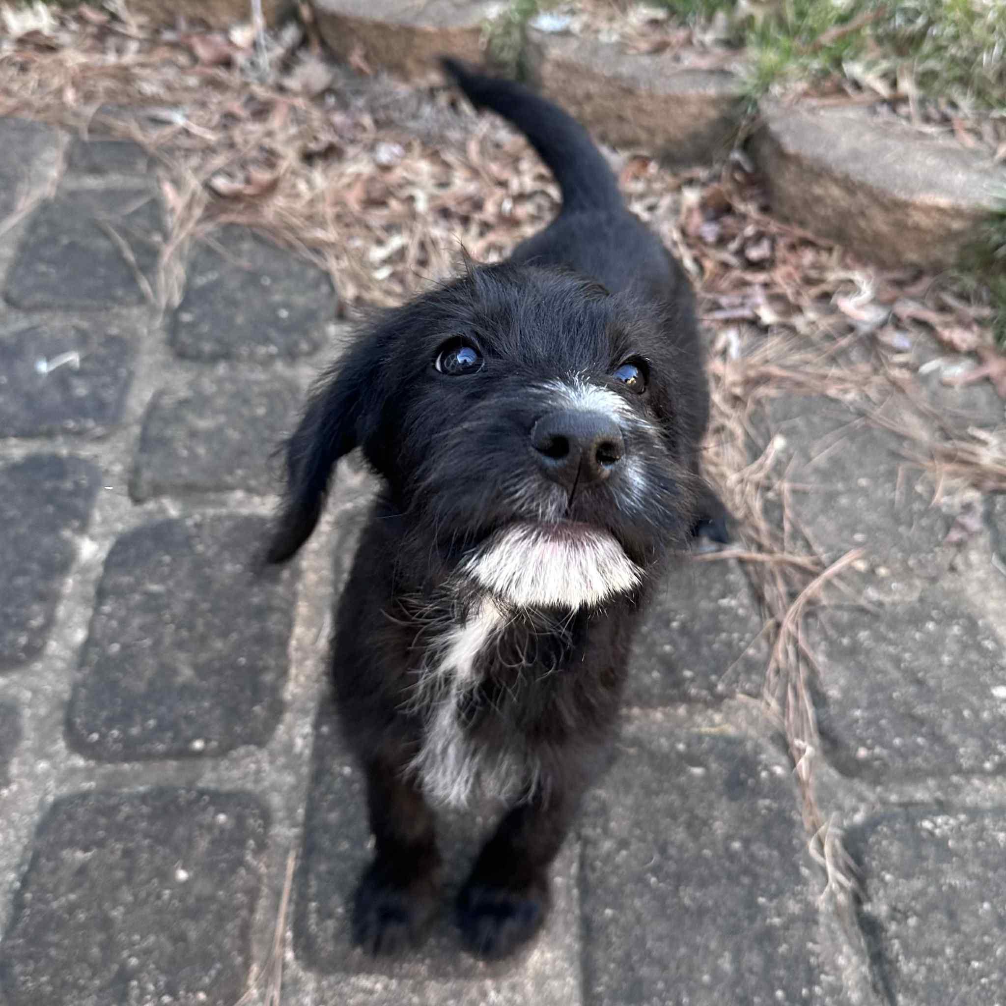Enlarge Abbott, a Adoptable mixed breed in Berwick, ME image 2/4