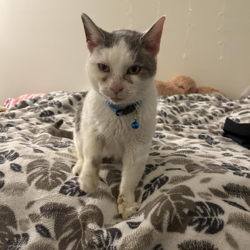 Enlarge Viola, a Adoptable Domestic Short Hair in Allentown, PA image 1/3