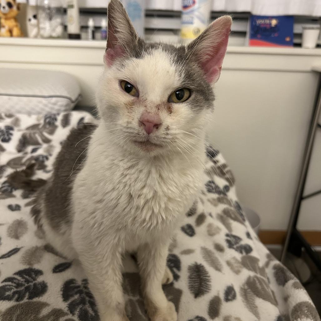 Enlarge Viola, a Adoptable Domestic Short Hair in Allentown, PA image 2/3