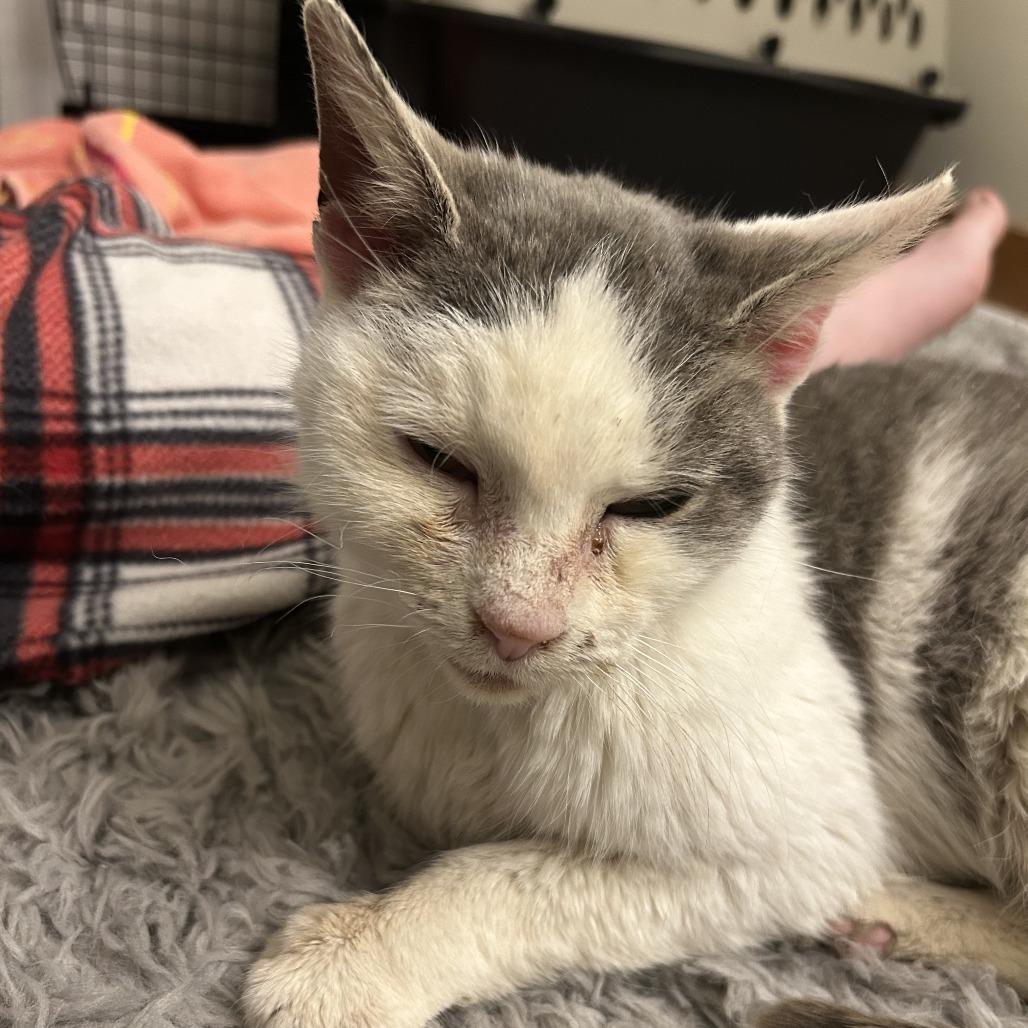 Enlarge Viola, a Adoptable Domestic Short Hair in Allentown, PA image 3/3