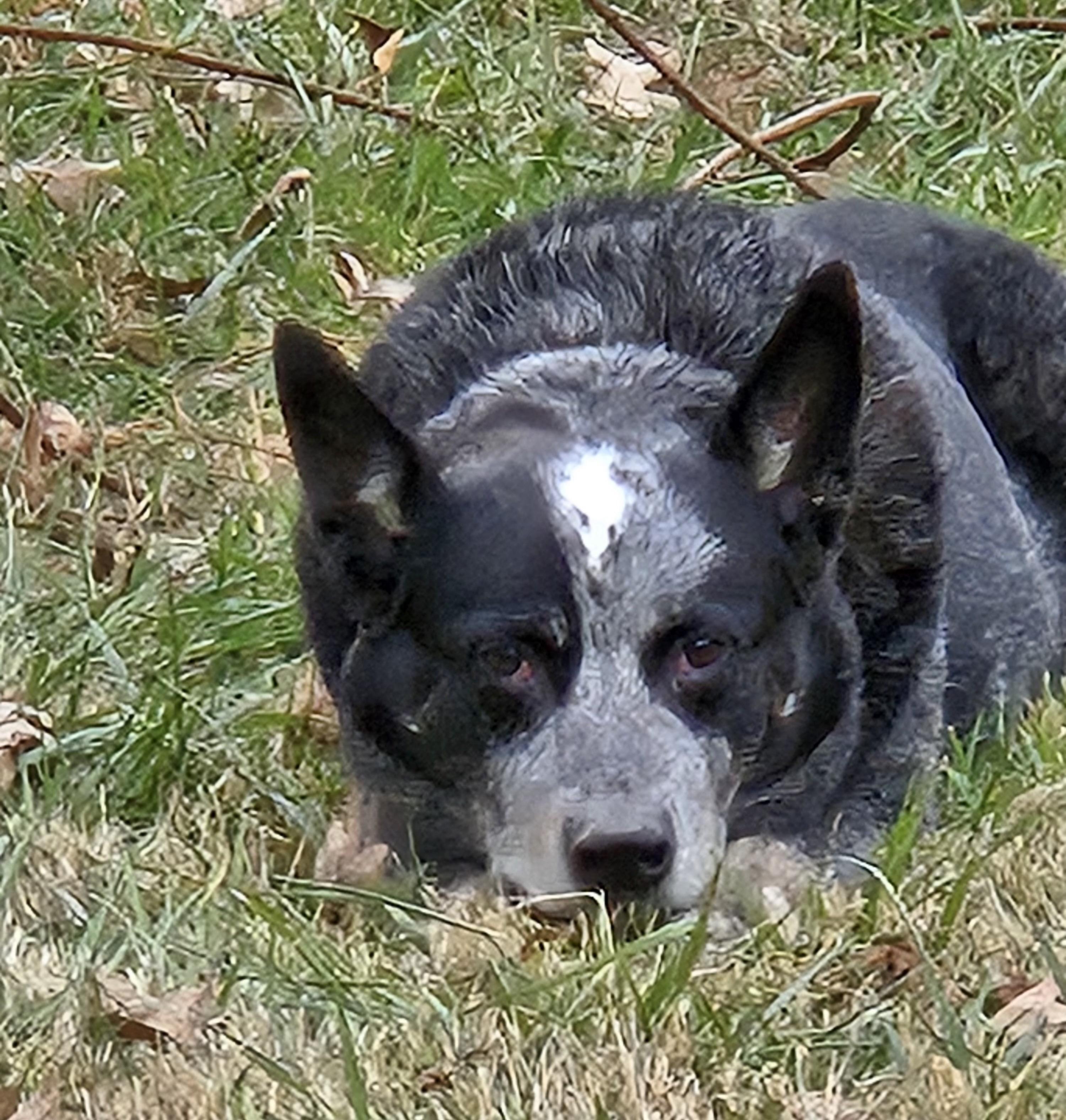 Cappy, adopted, Adult Male Australian Cattle Dog / Blue Heeler.