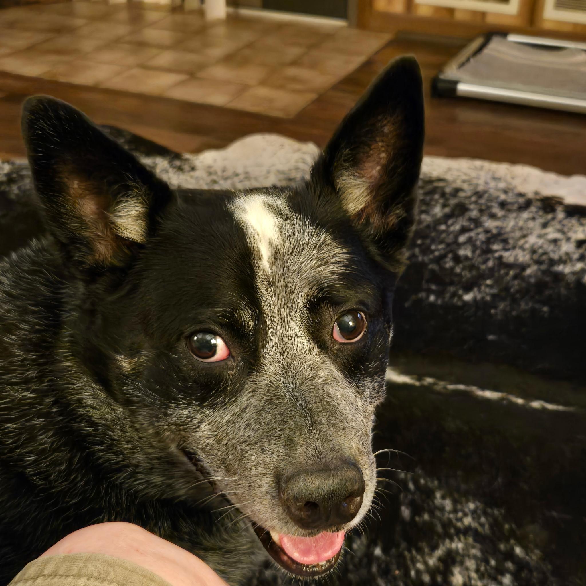 Cappy, an adopted Australian Cattle Dog / Blue Heeler in Manchester, MD image 2/4