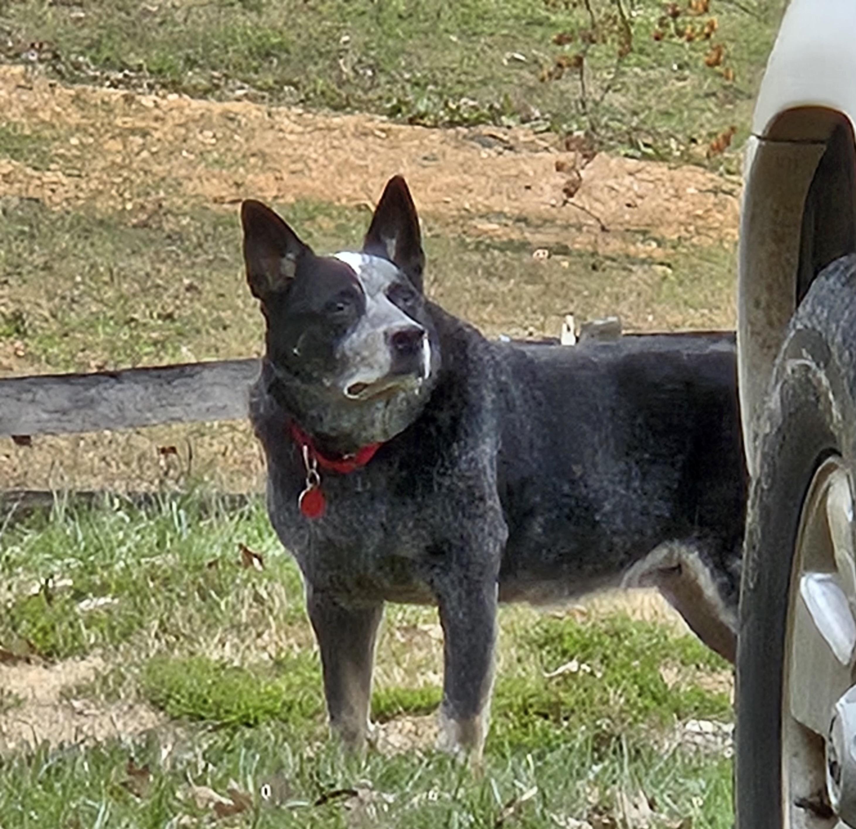 Cappy, an adopted Australian Cattle Dog / Blue Heeler in Manchester, MD image 3/4